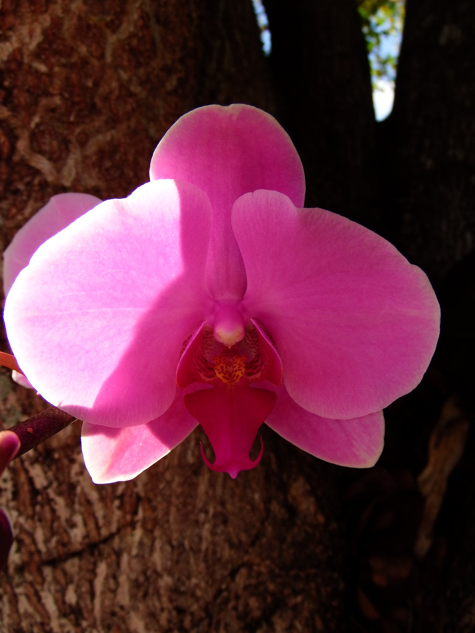 artsy sister,pink orchid,gardening photo