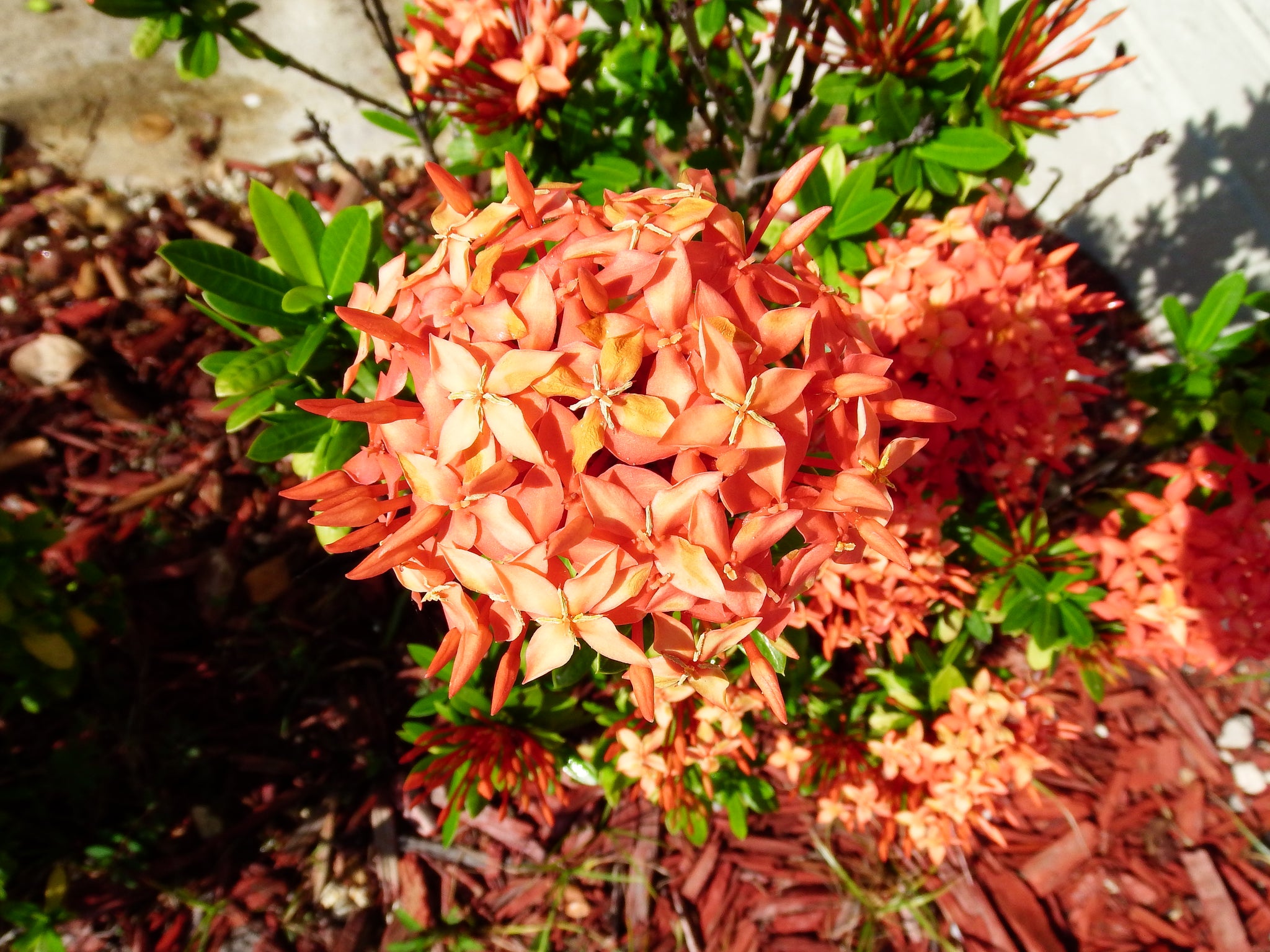 red flowers,gardening,artsy sister