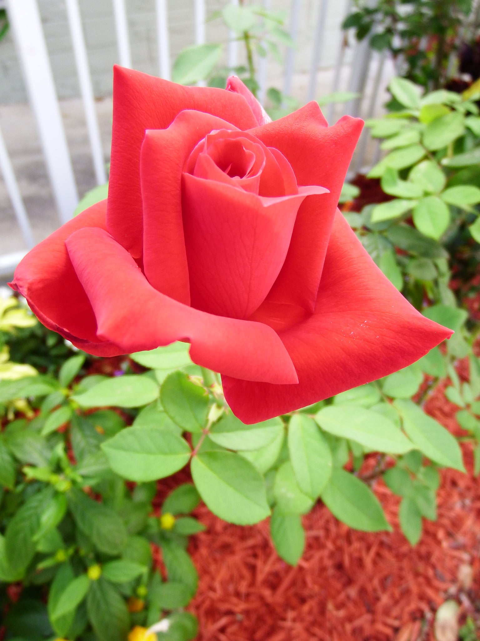 artsy sister,red flower,gardening