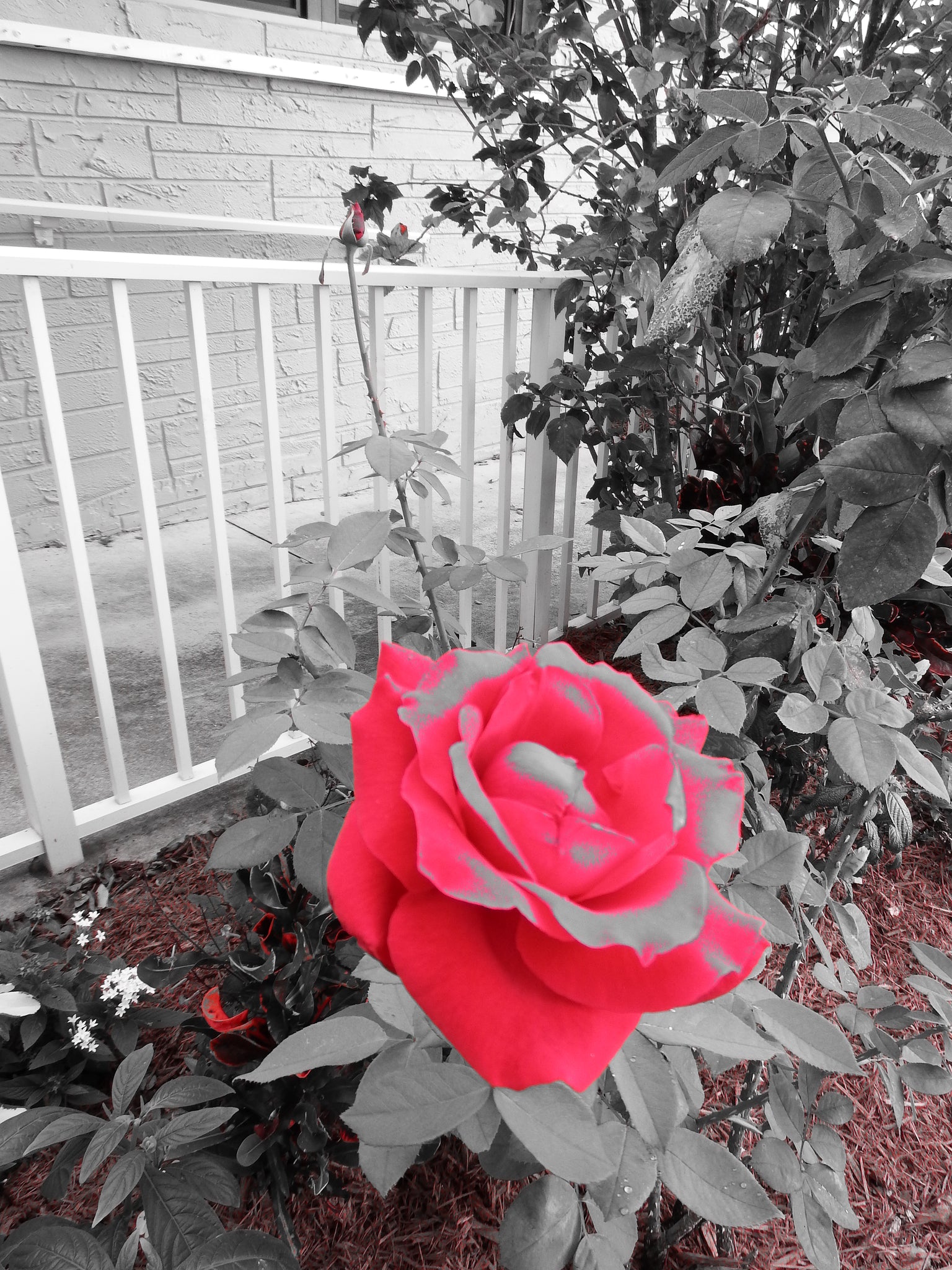 artsy sister,red rose,gardening,cute