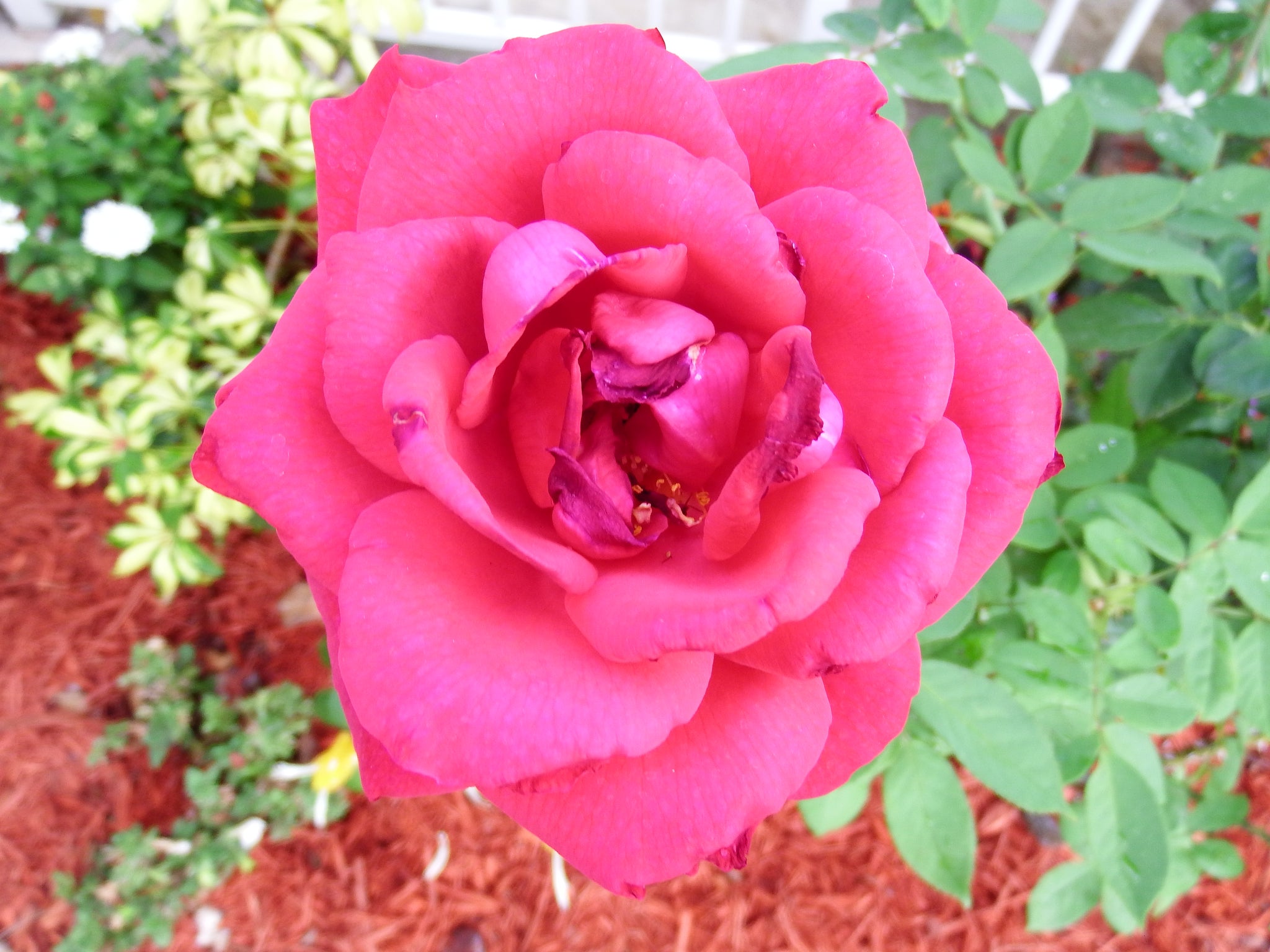 artsy sister,gardening,red rose