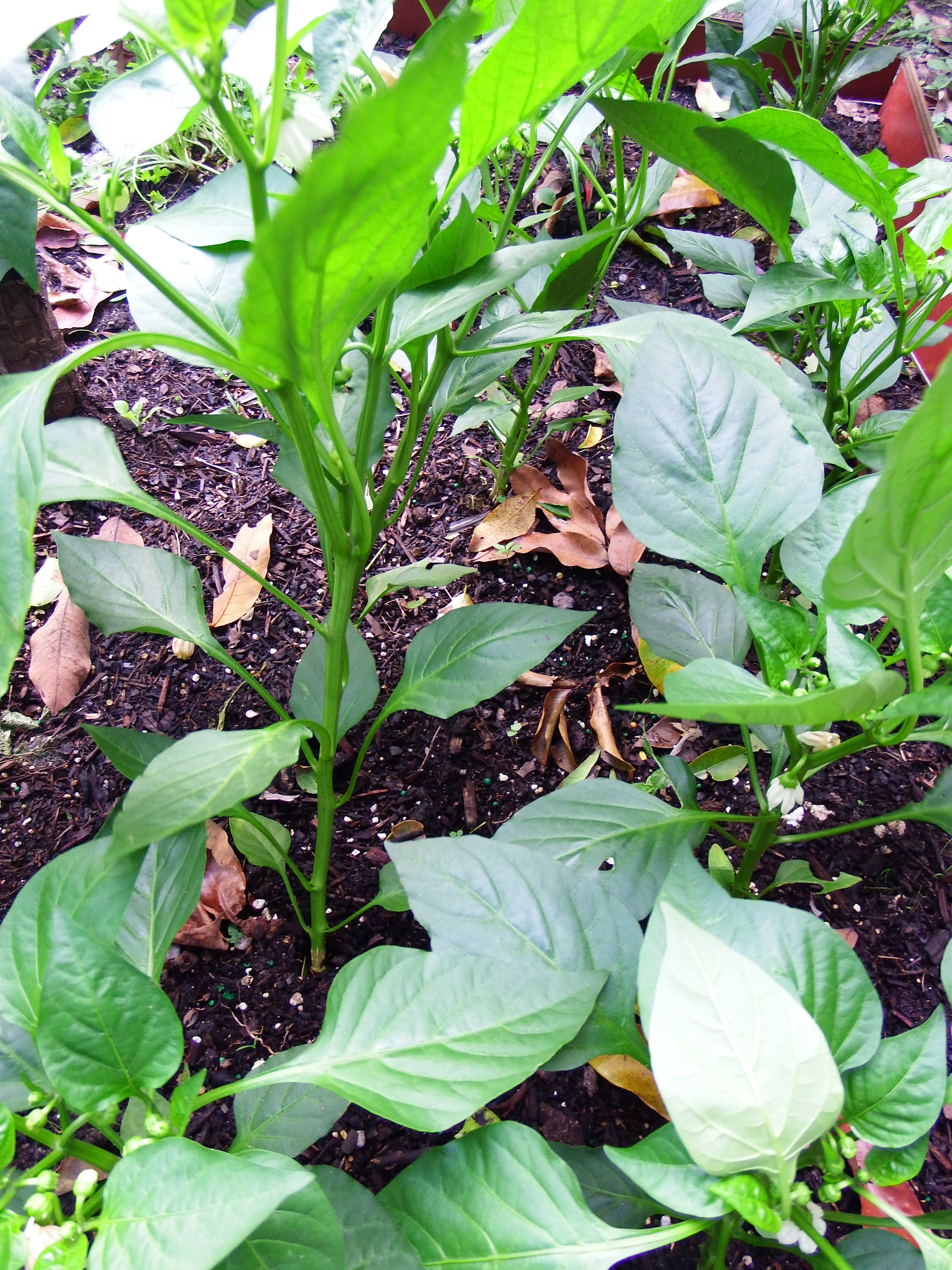 artsy sister, bell peppers, cute plants