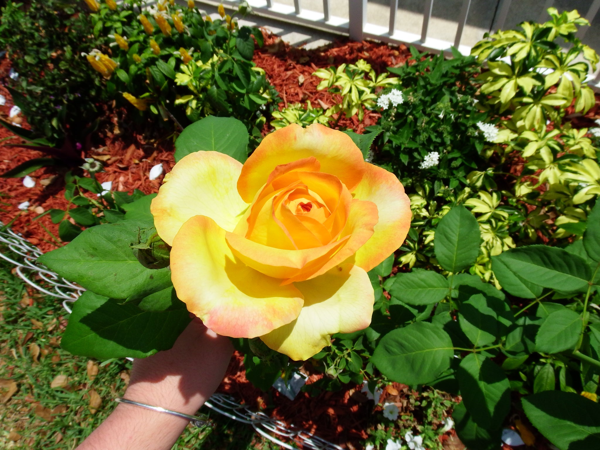 artsy sister,yellow rose,gardening