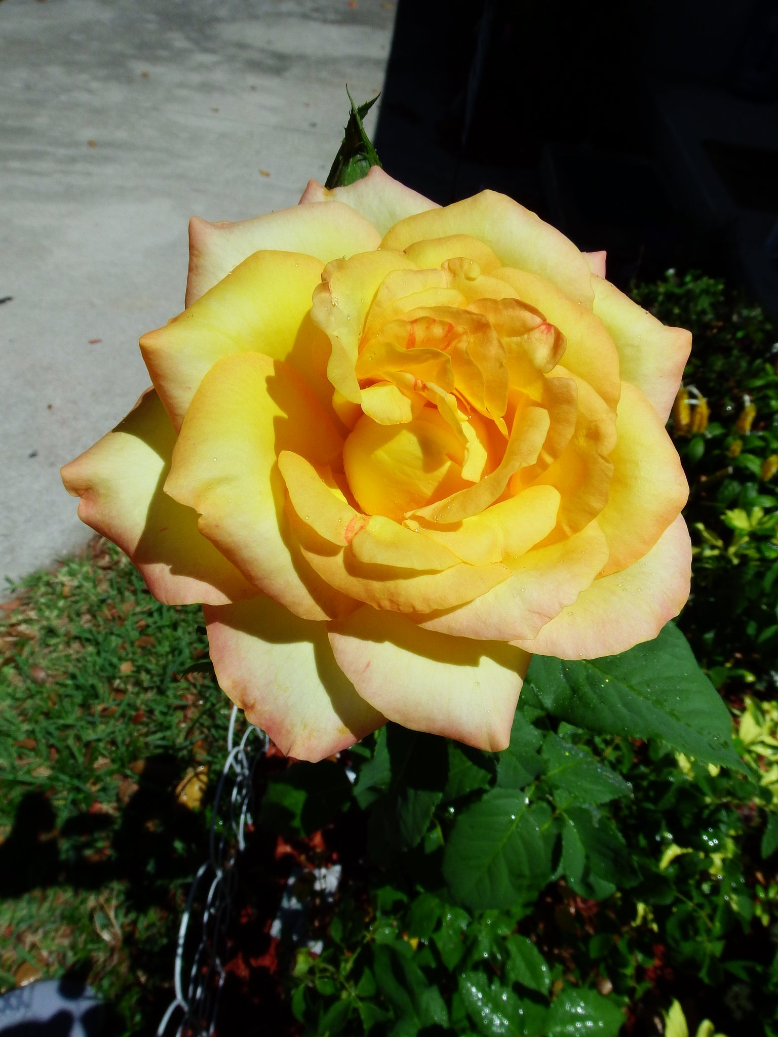 artsy sister,yellow flower,cute