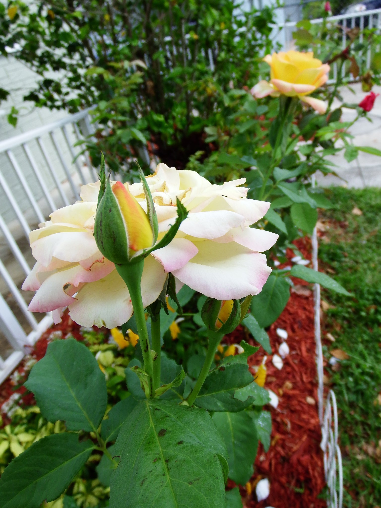 artsy sister,roses,gardening