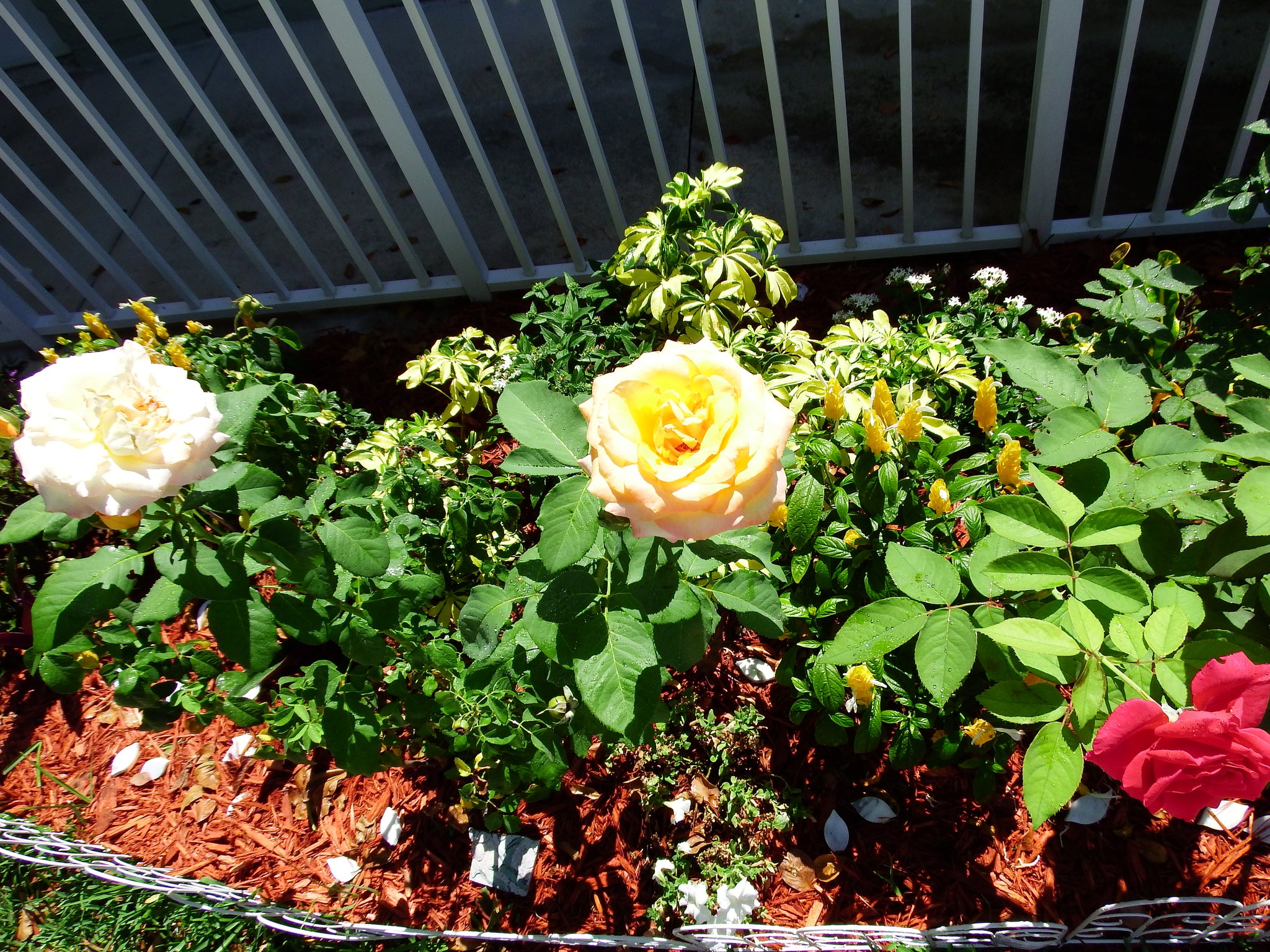 artsy sister,gardening,cute flowers