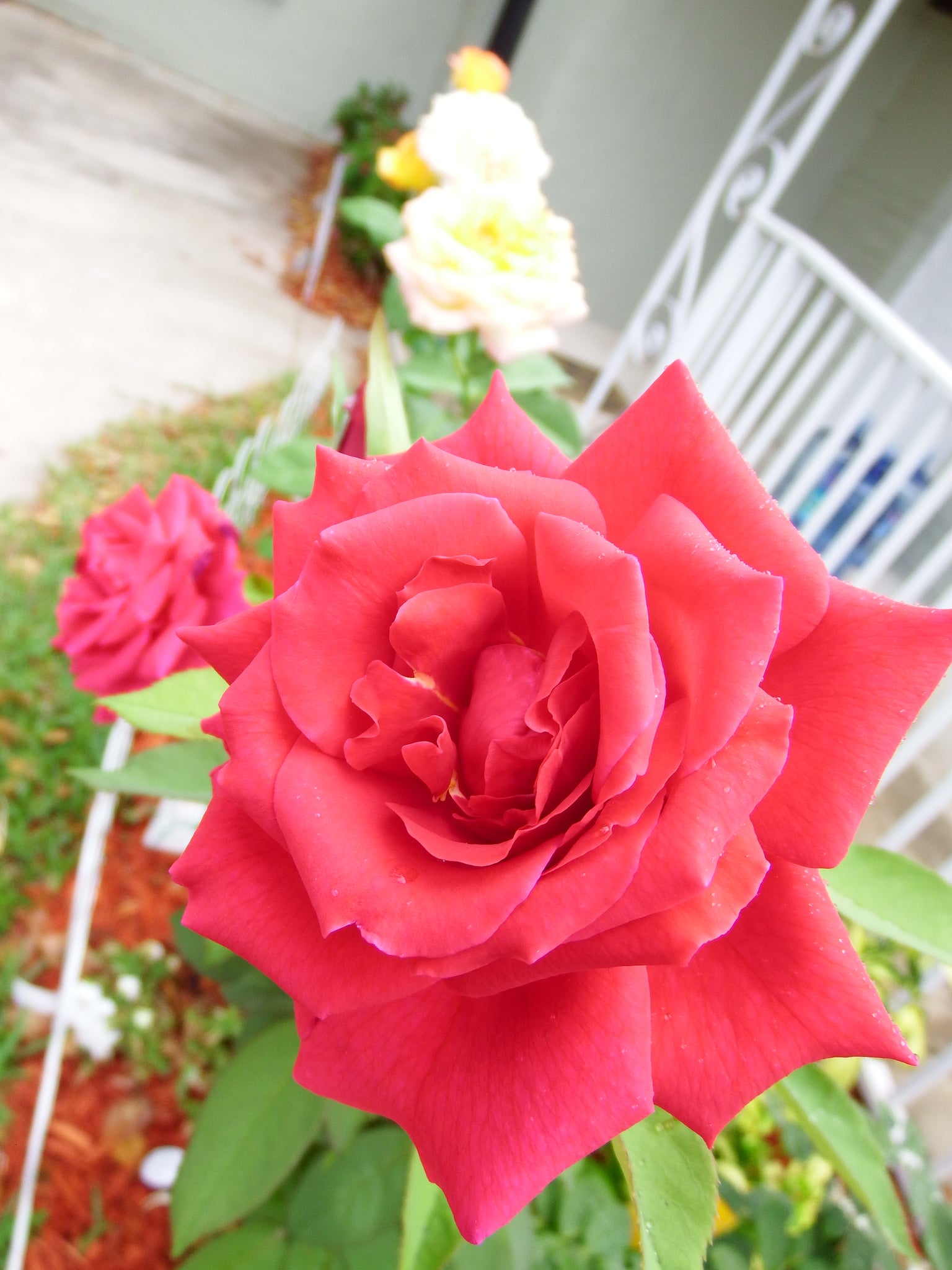 artsy sister,red roses,gardening