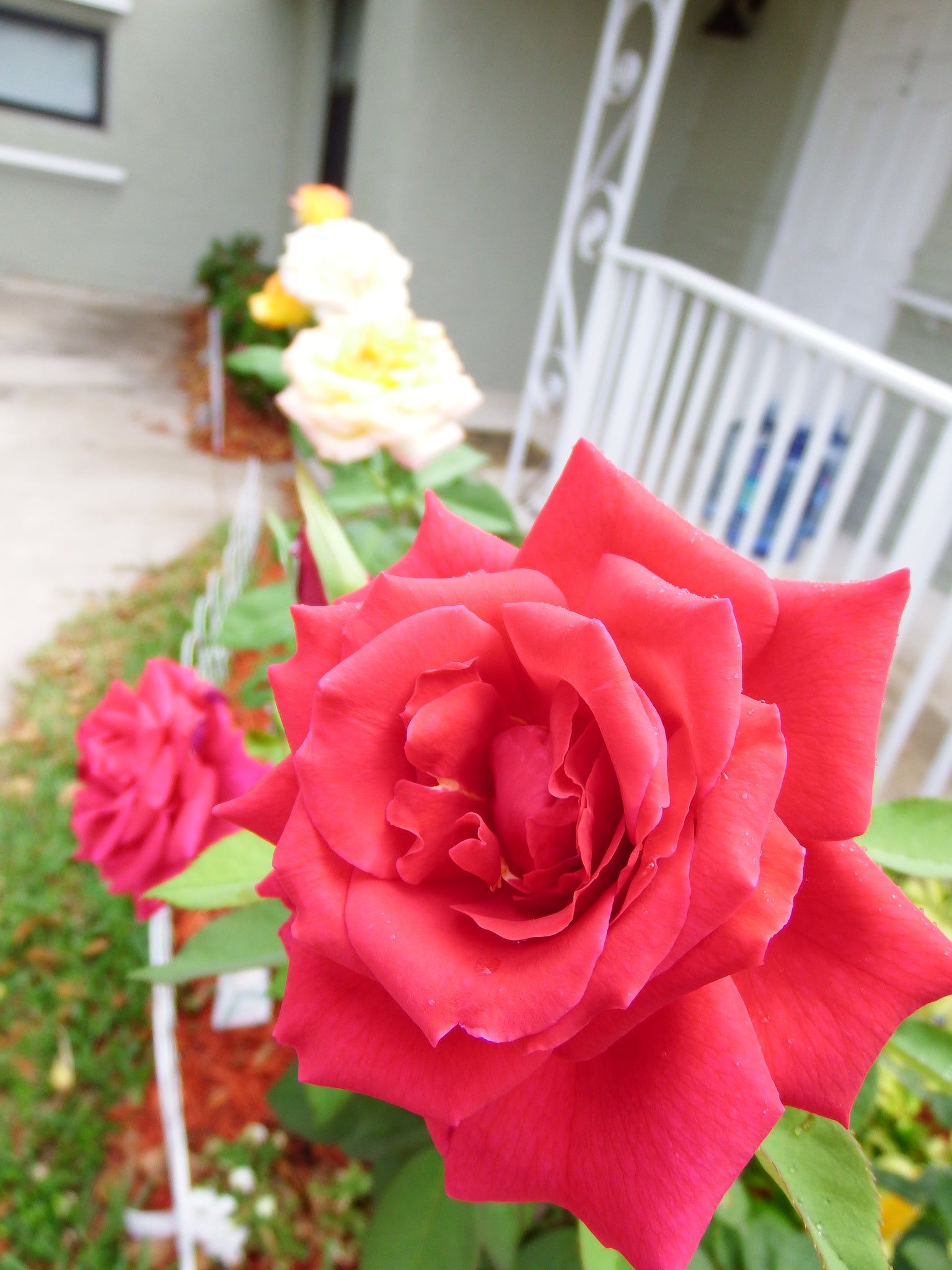 artsy sister,red roses,gardening