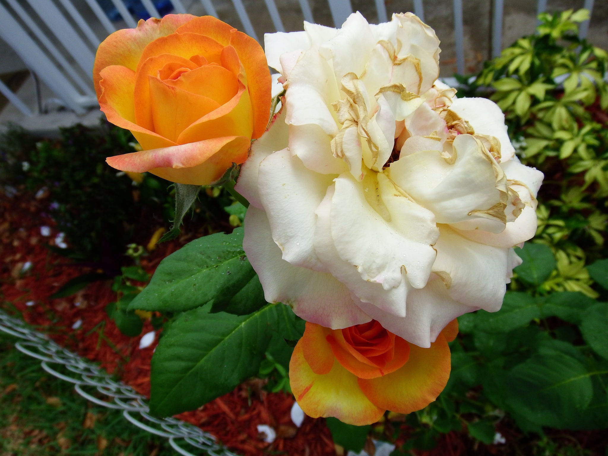 artsy sister,yellow rose,white rose
