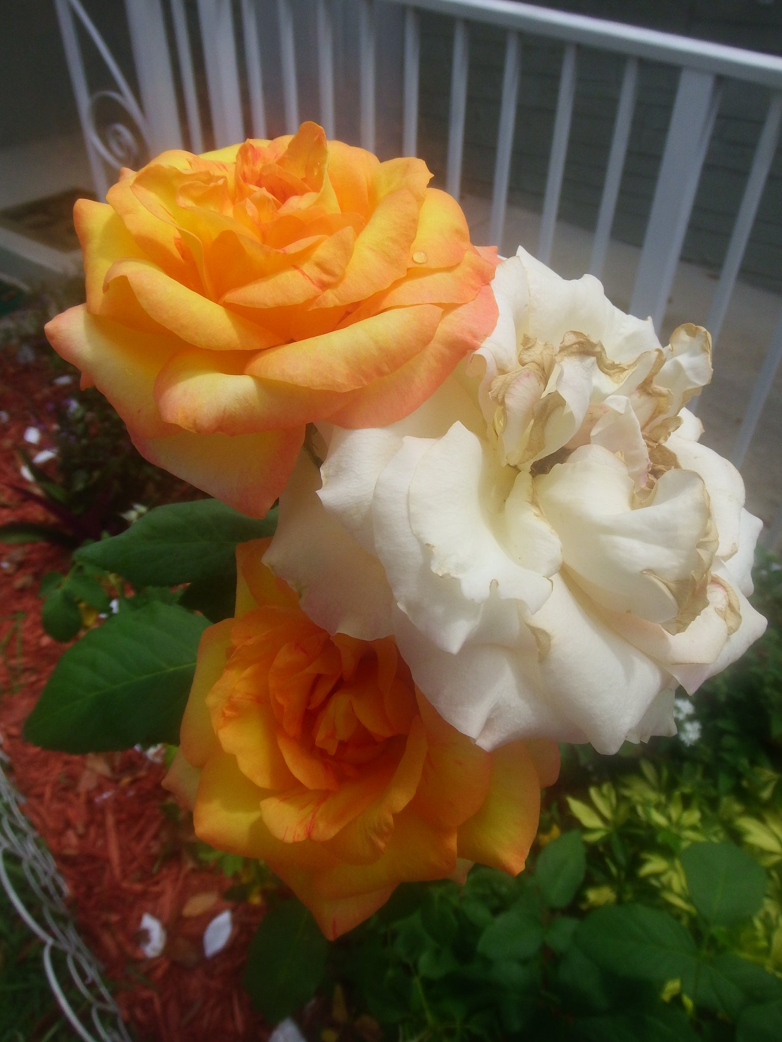 gardening,yellow rose,photo