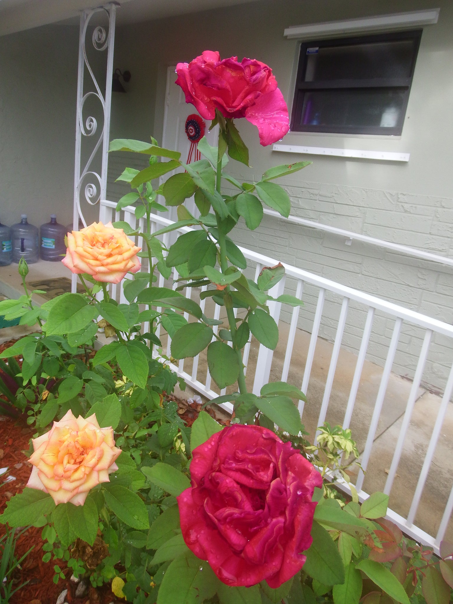 artsy sister,roses,gardening