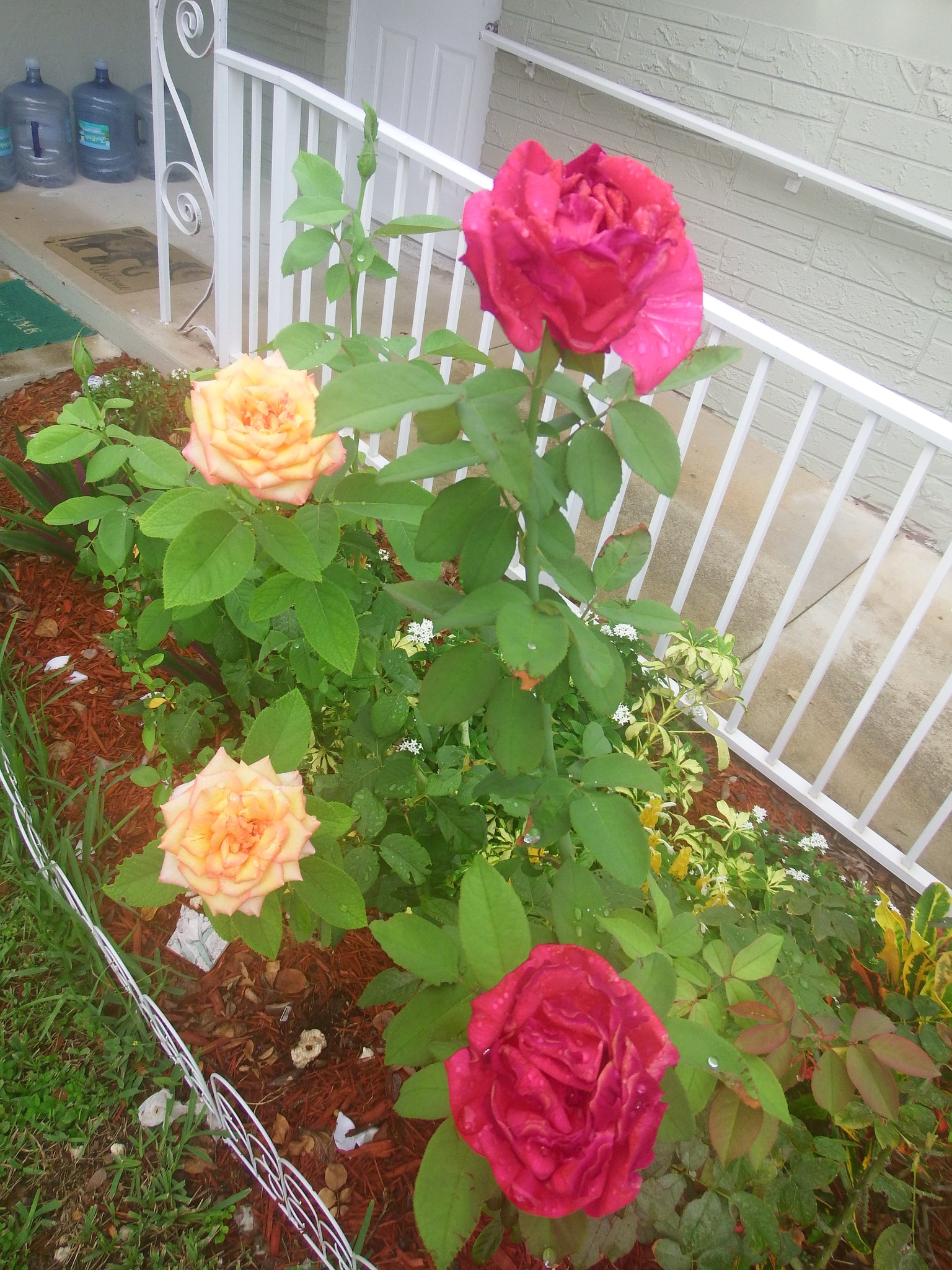 artsy sister,roses,gardening