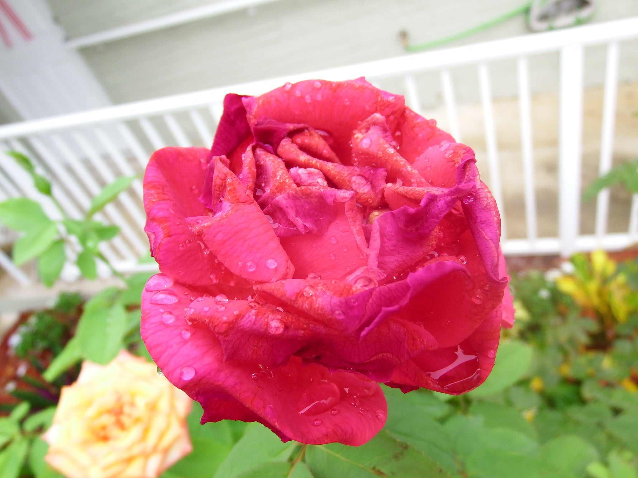 artsy sister,cute roses,red rose