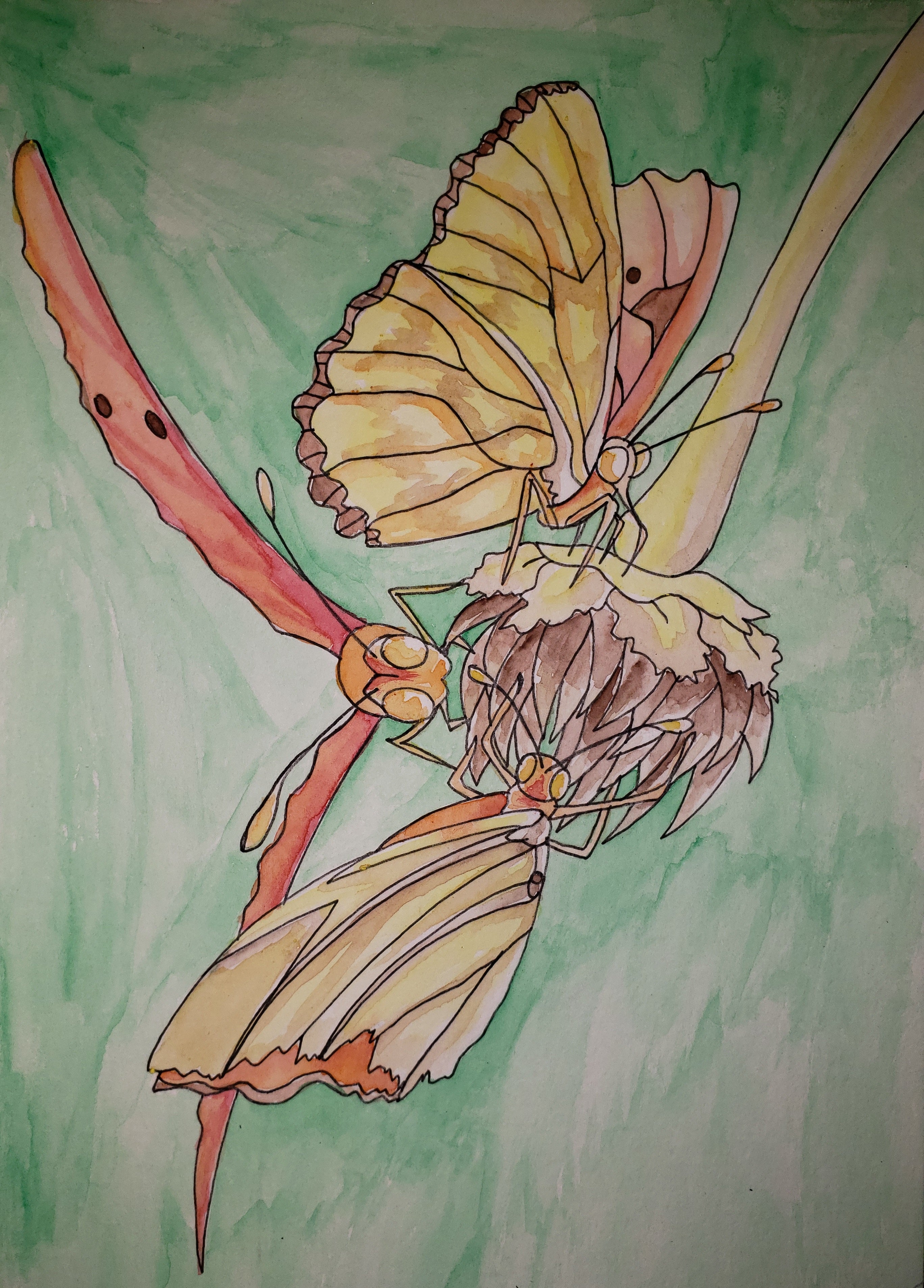 artsy sister, Julian Heliconian Butterflies, watercolor painting
