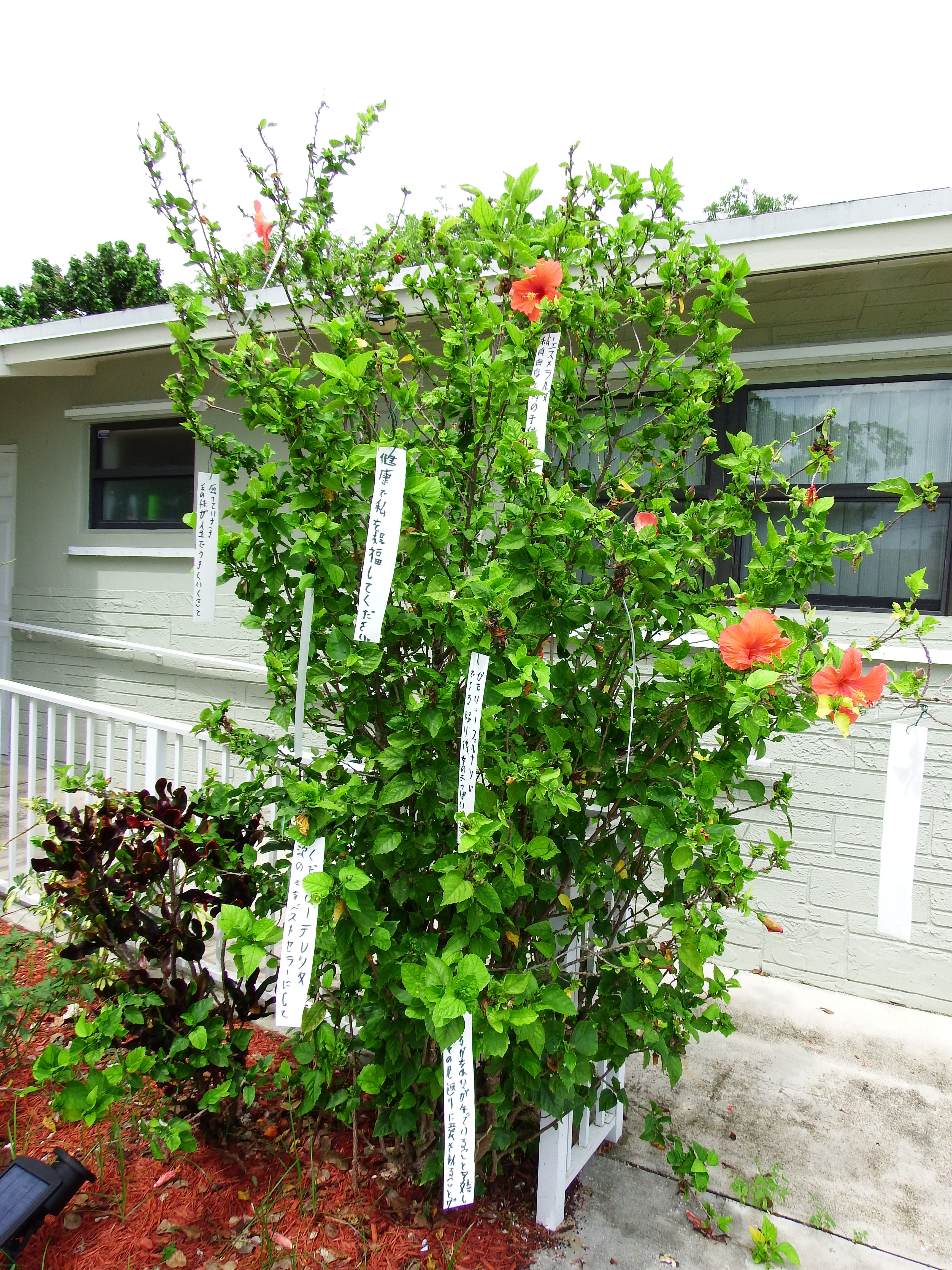 artsy sister, tanabata 2021, gardening photos