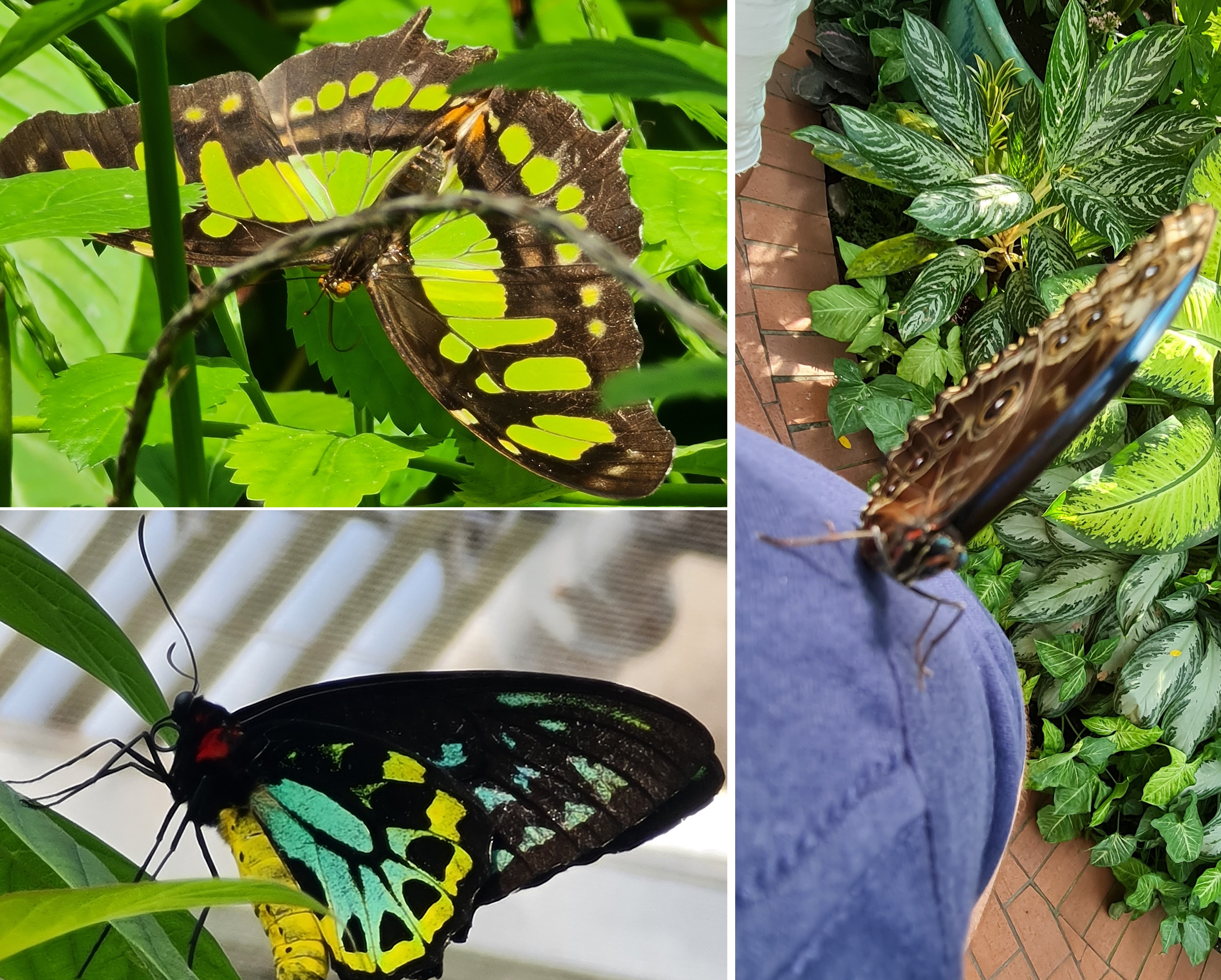 butterfly conservatory, artsy sister, butterflies