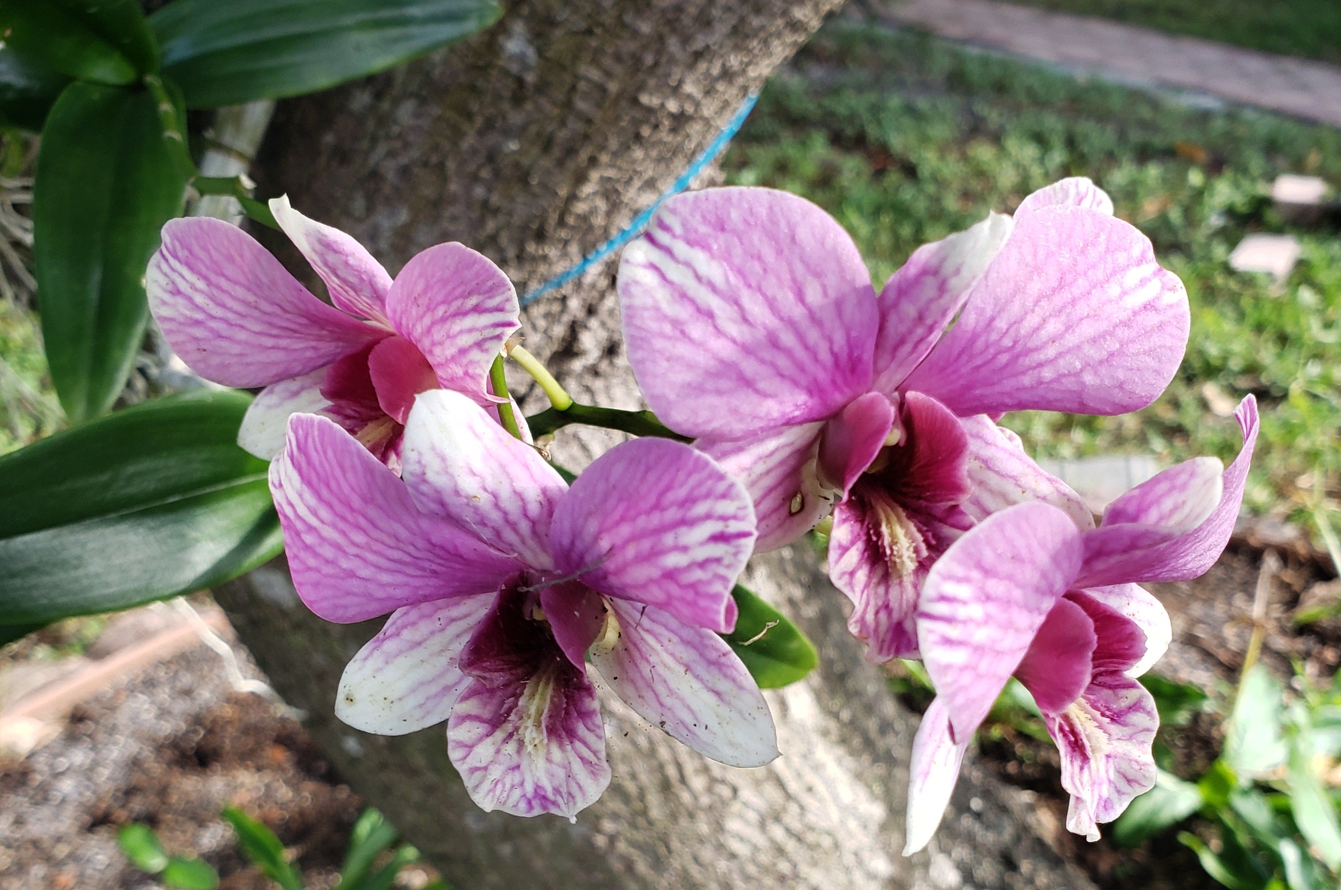 artsy sister, pink orchids, nature