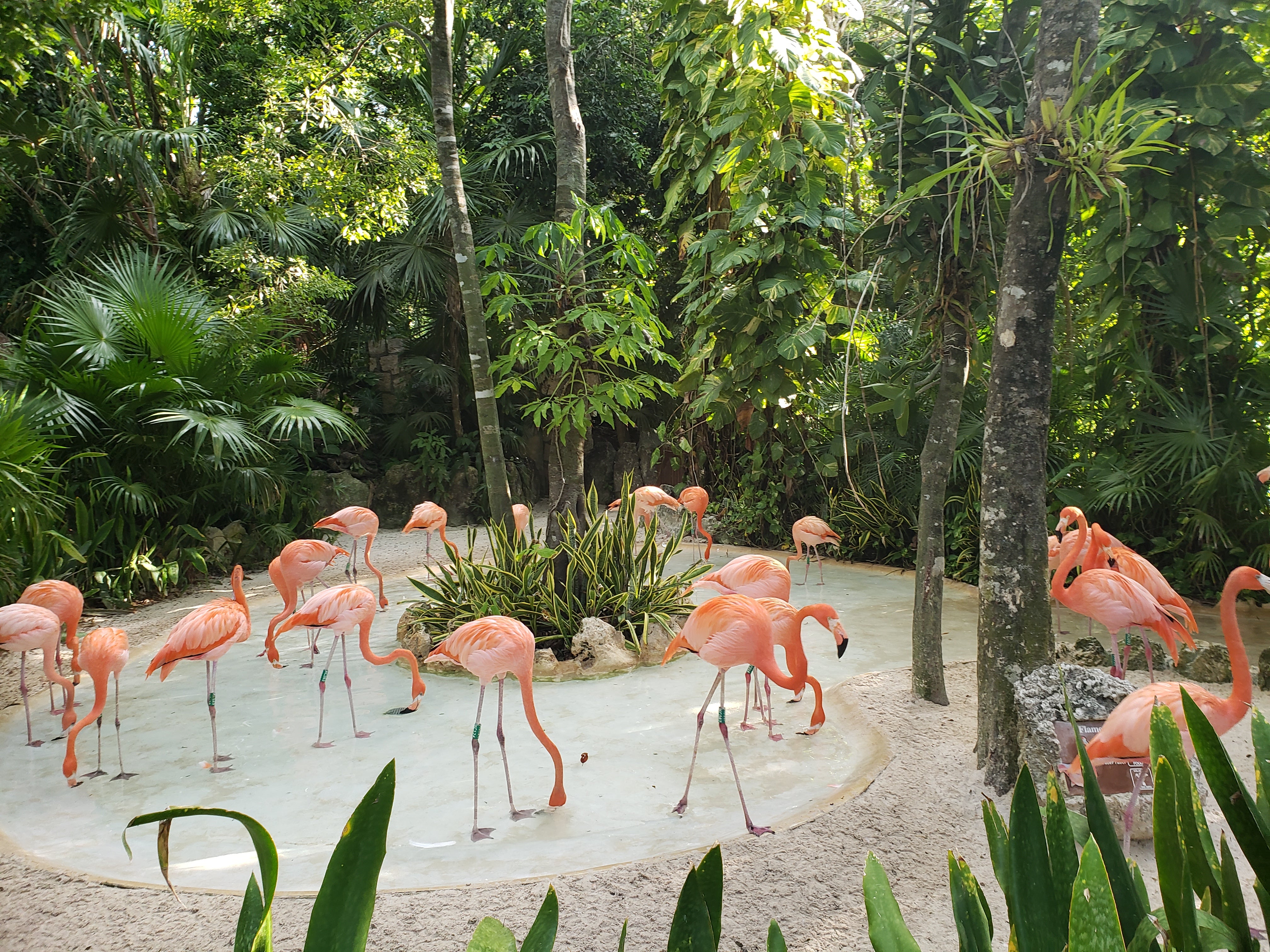 artsy sister, tourism, flamingo