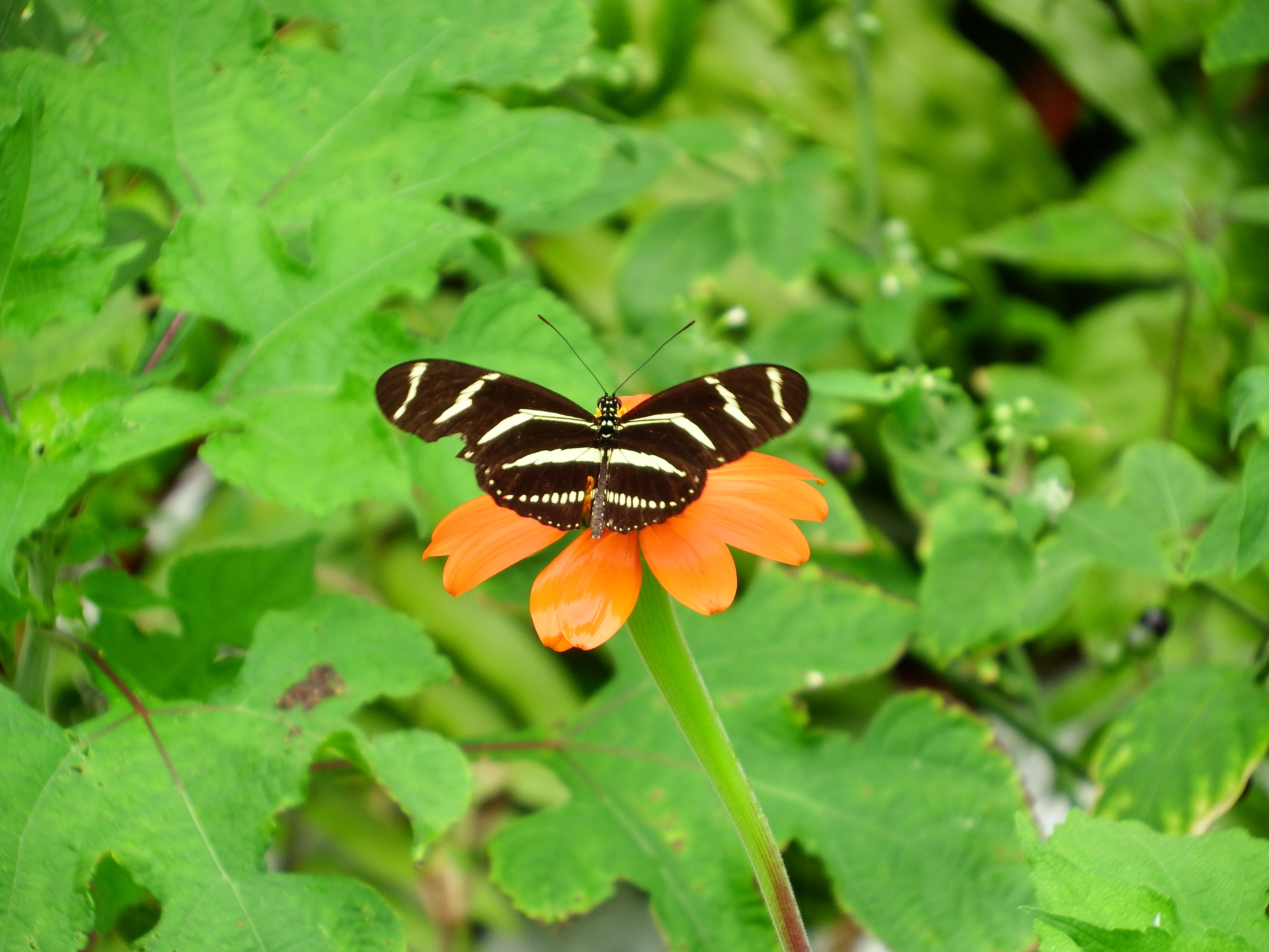 artsy sister, cute butterfly, butterflies