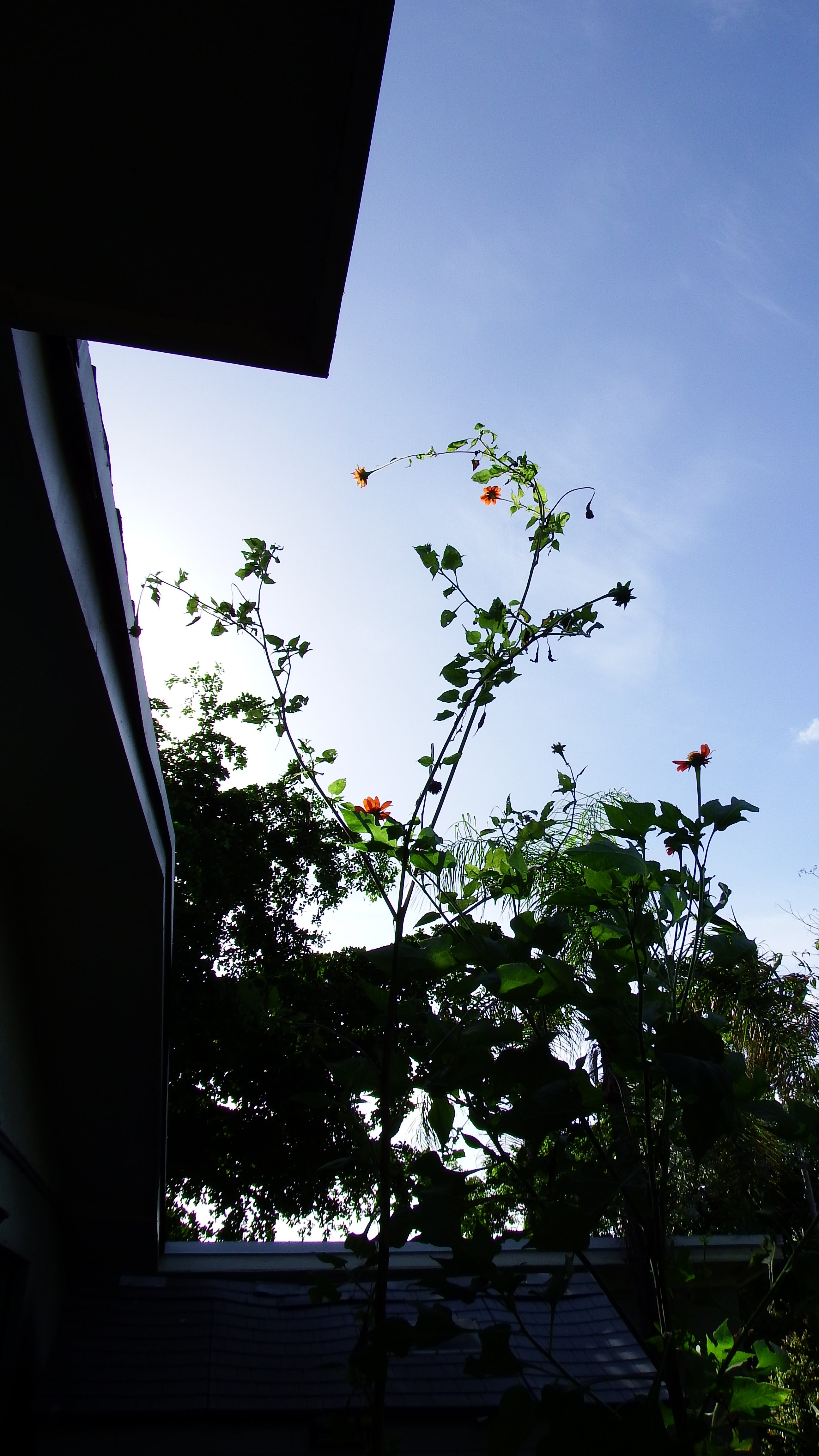 artsy sister, sunflowers, gardening