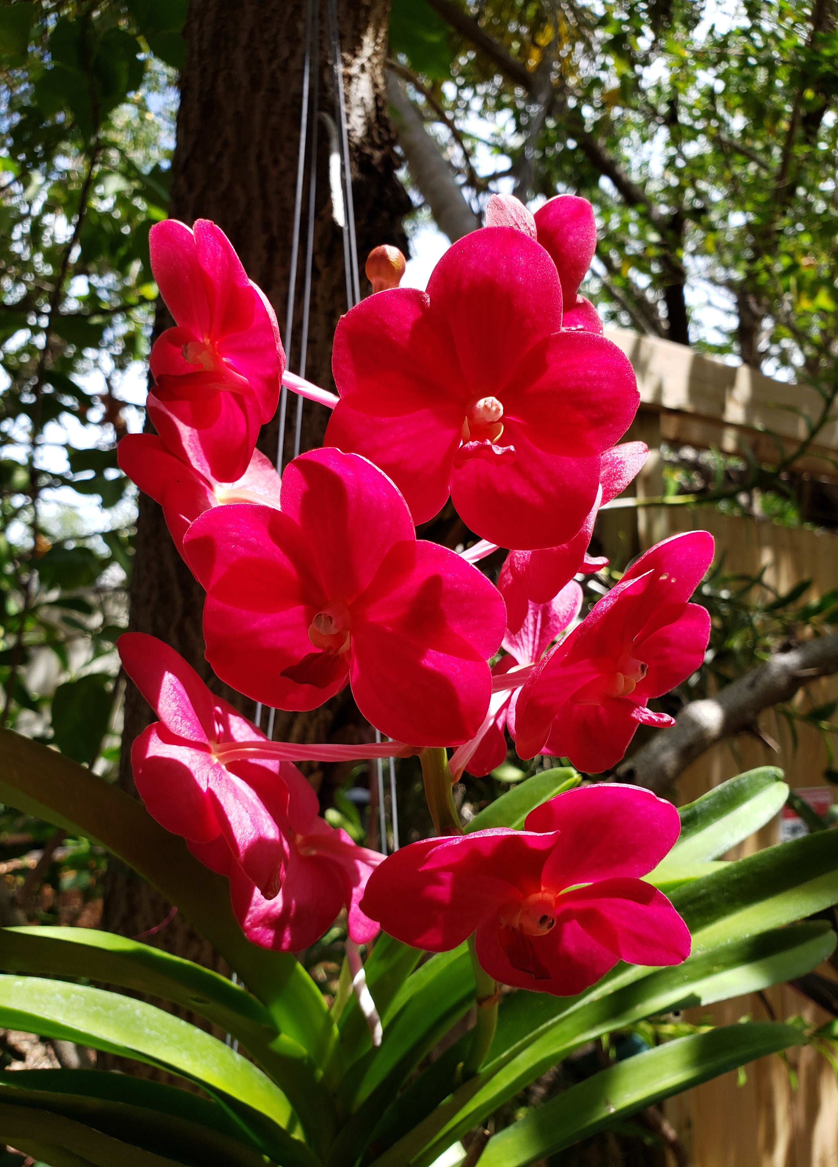 artsy sister, pink orchids, gardening flowers