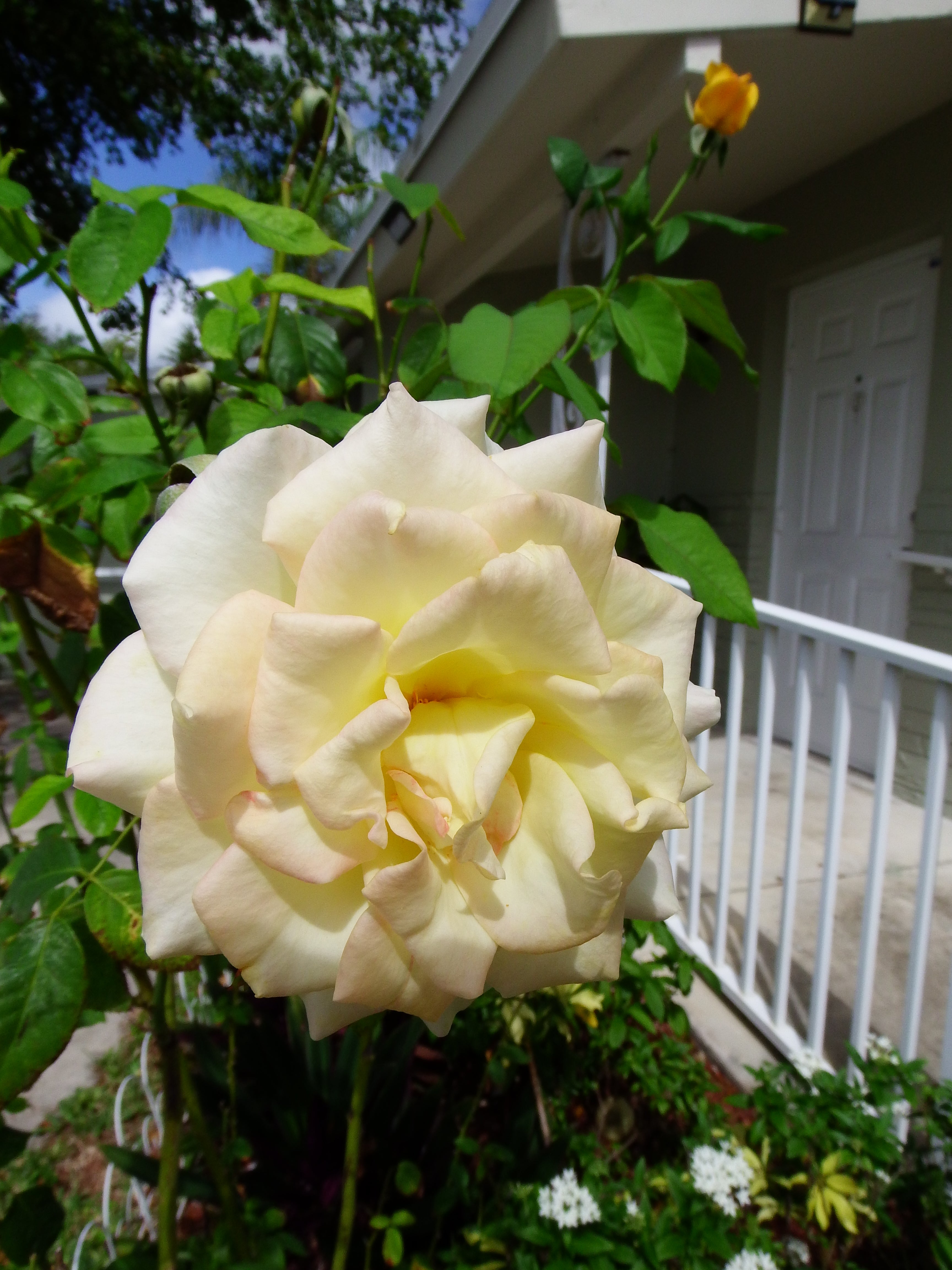 artsy sister, rose, flowers