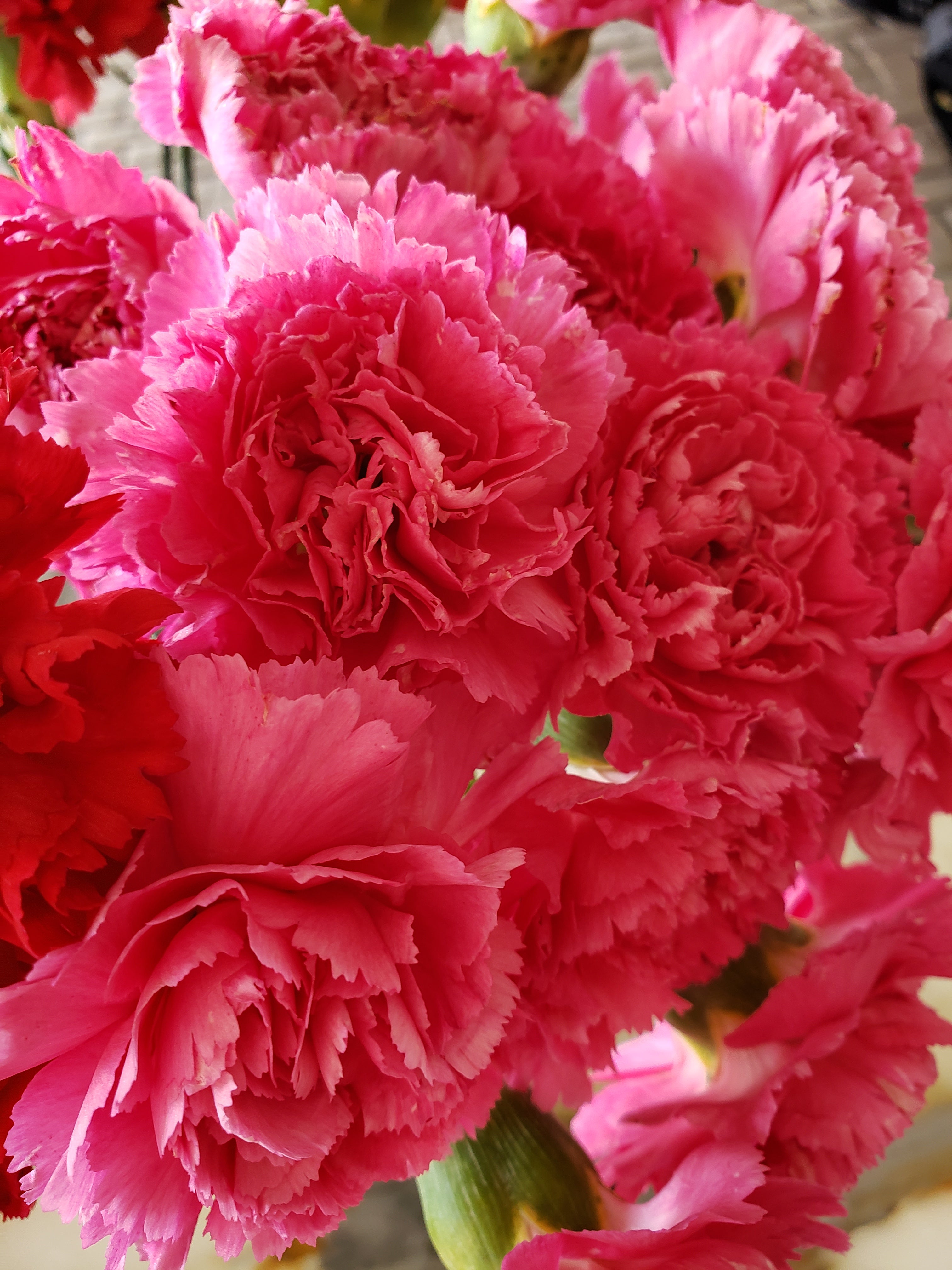 artsy sister, pink flowers, gardening