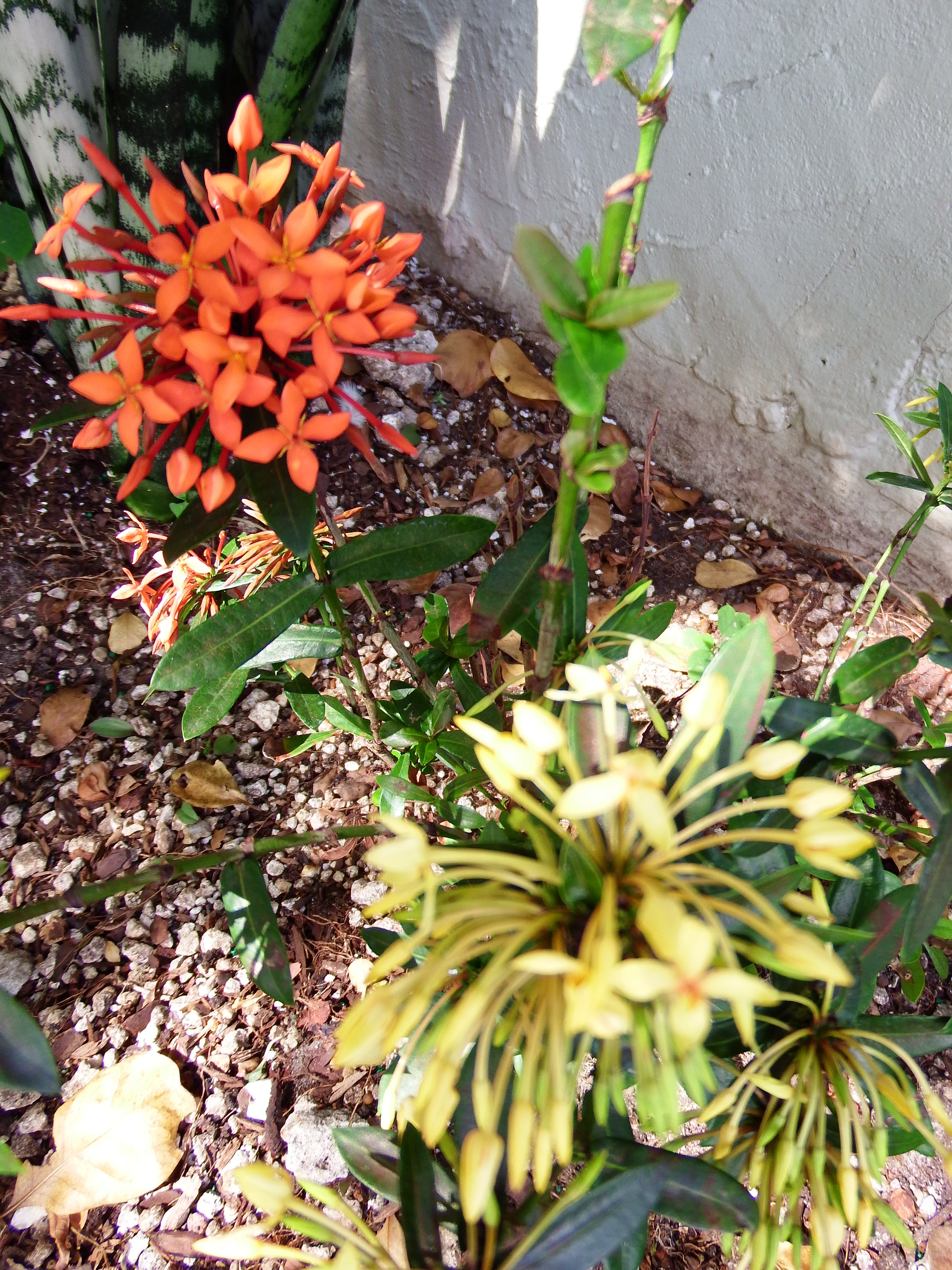 artsy sister, gardening, cute flowers