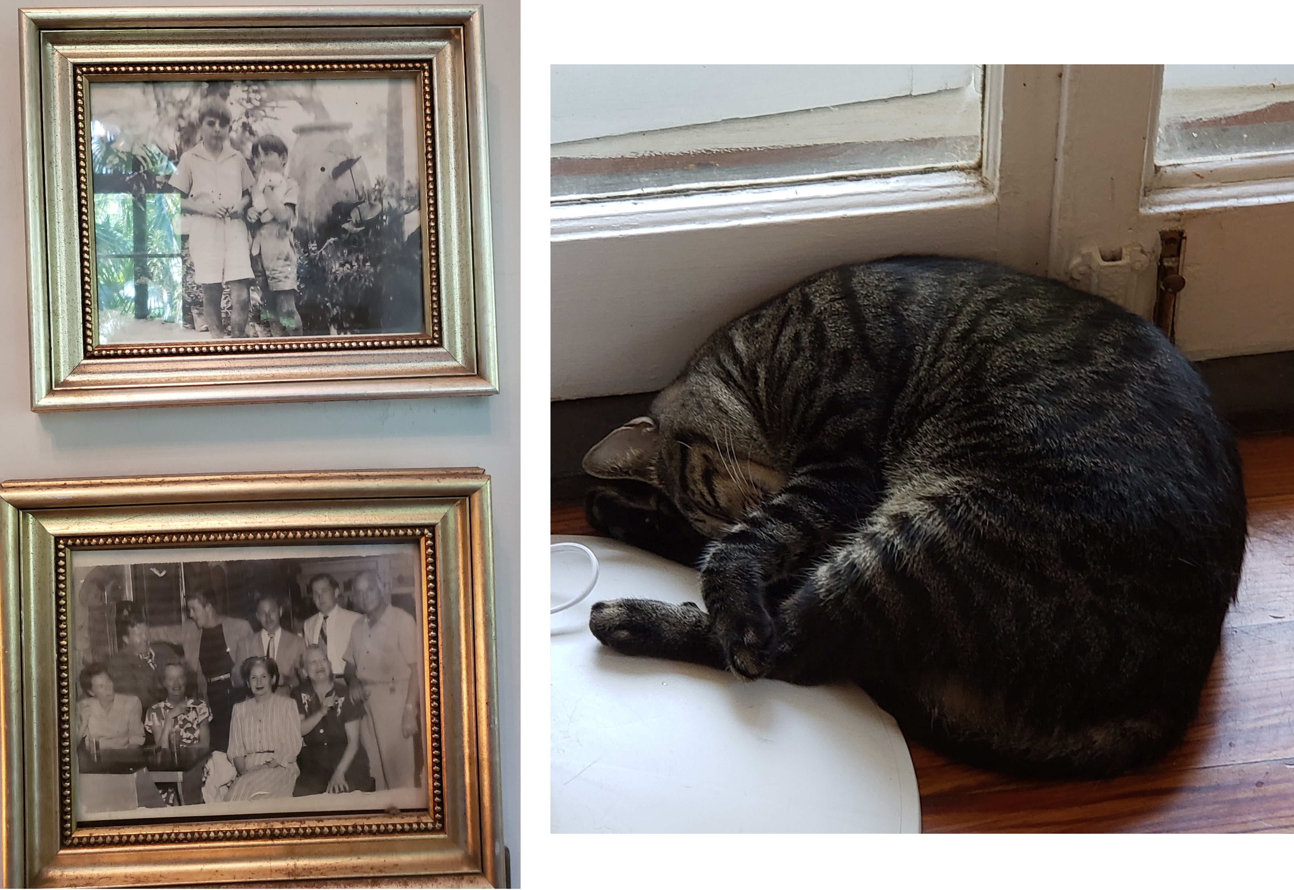 artsy sister, Hemmingway cats, cat photos