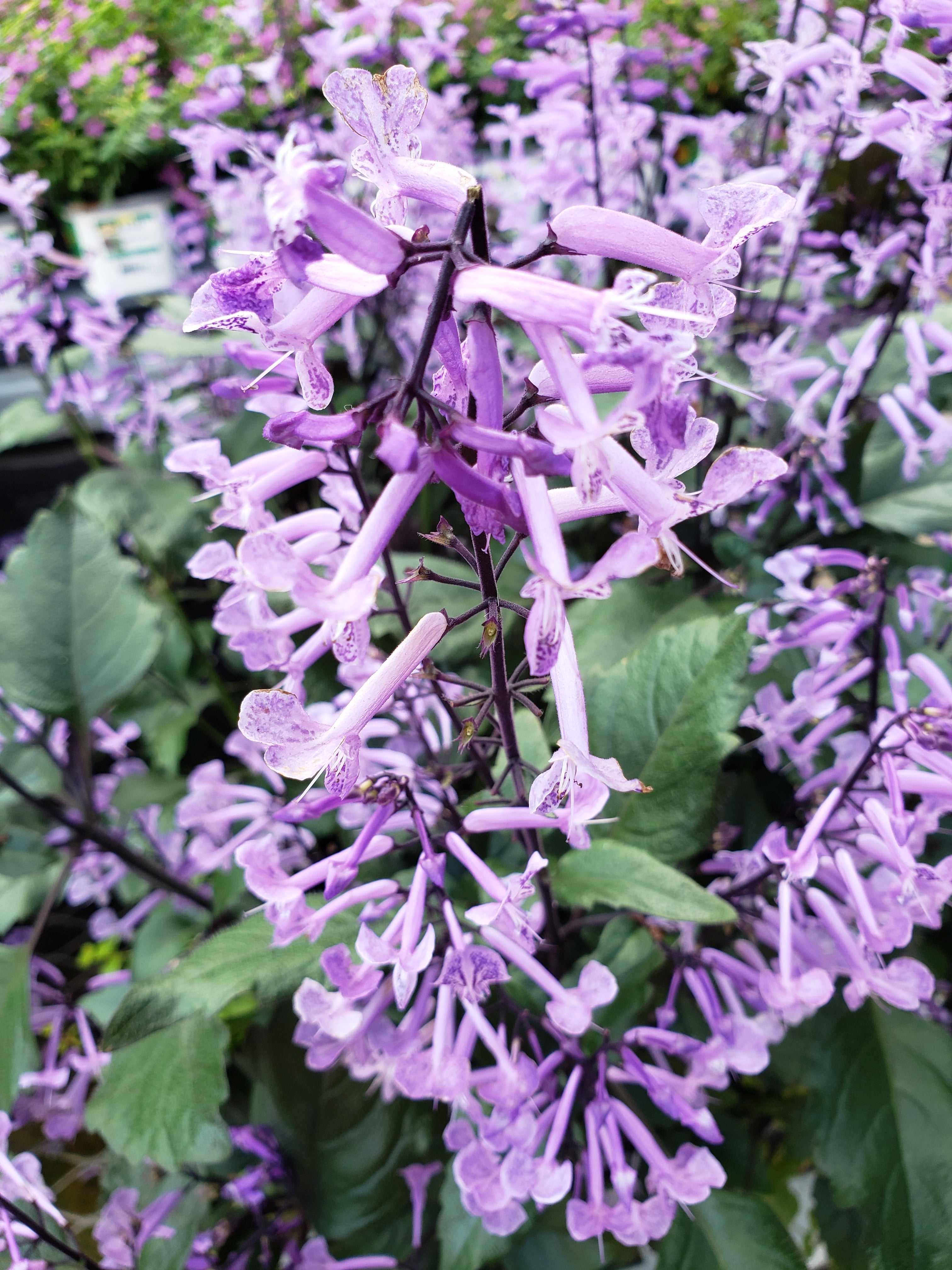 artsy sister, lavender flowers, photos