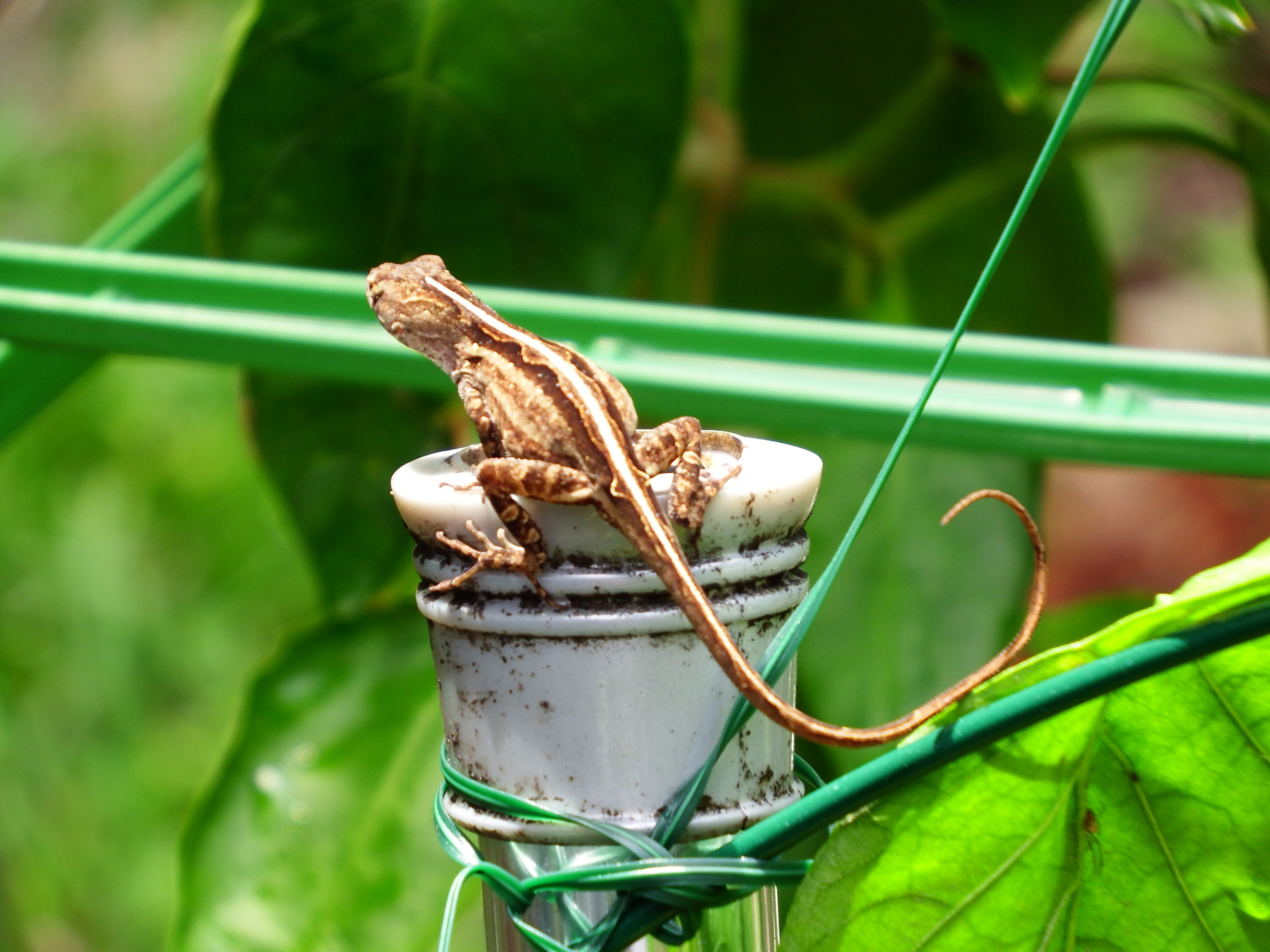 lizard, gardening, teresita blanco