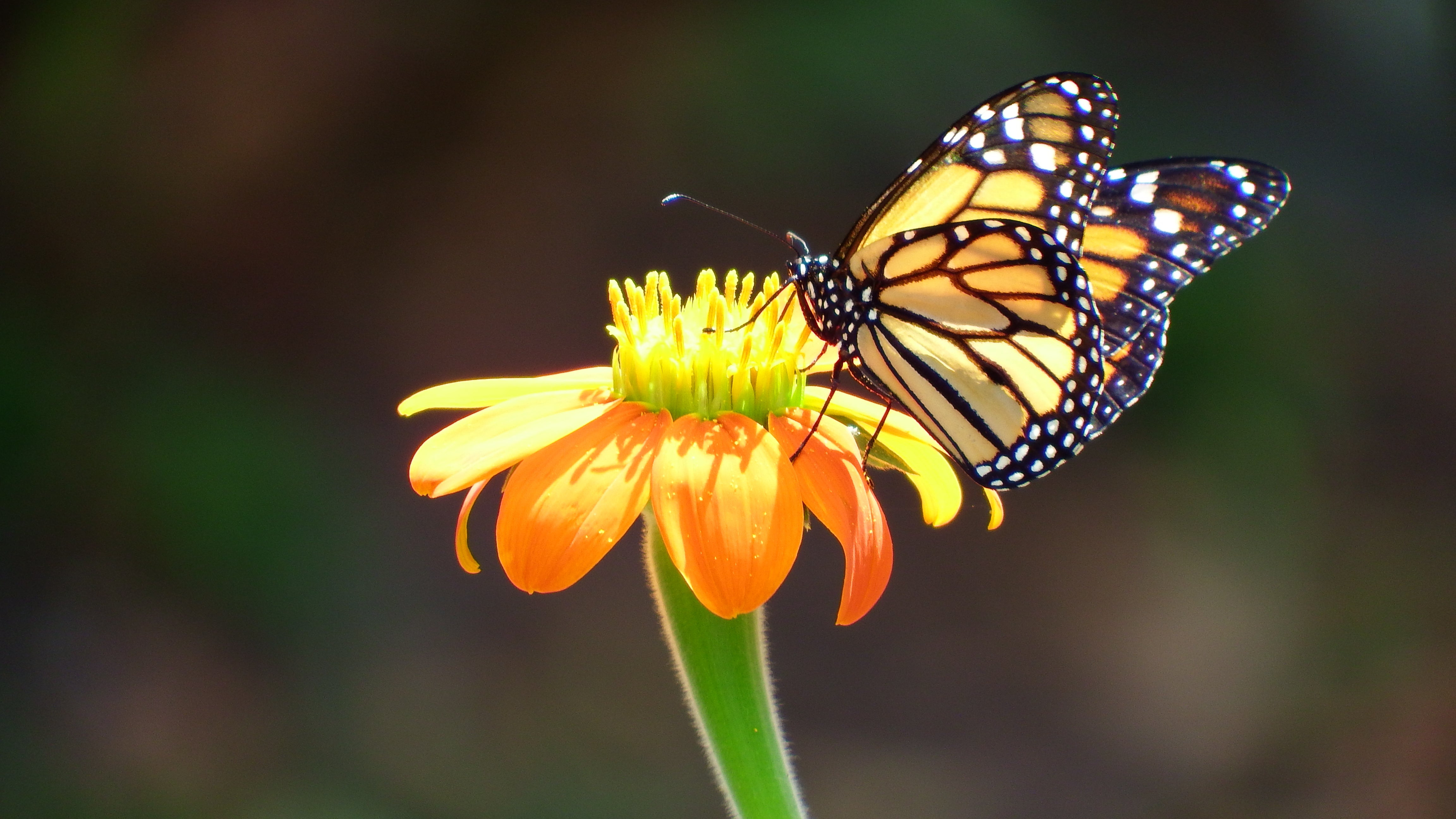 artsy sister, monarch, butterflies