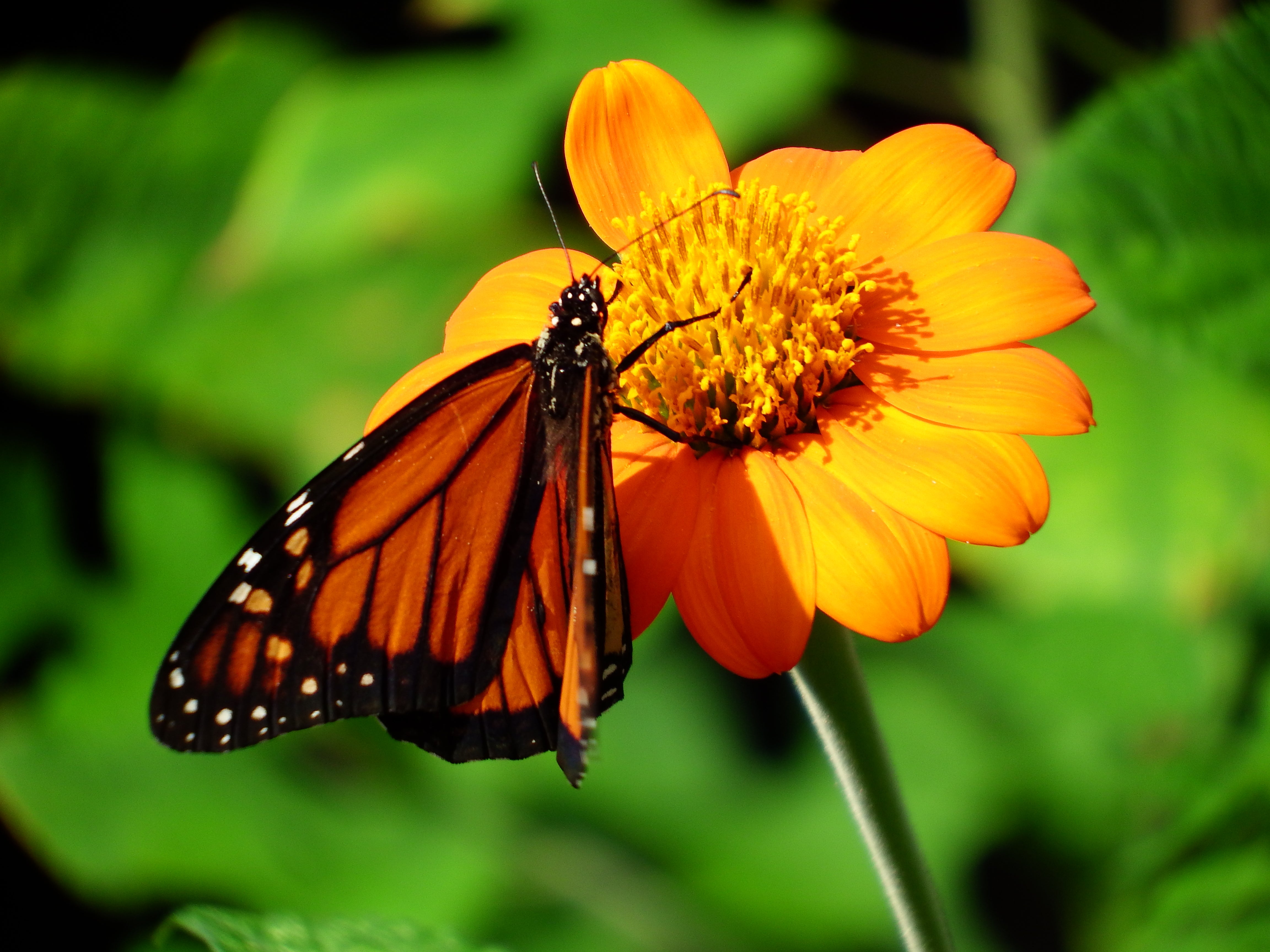 monarch butterfly, mexican sunflower, gardening