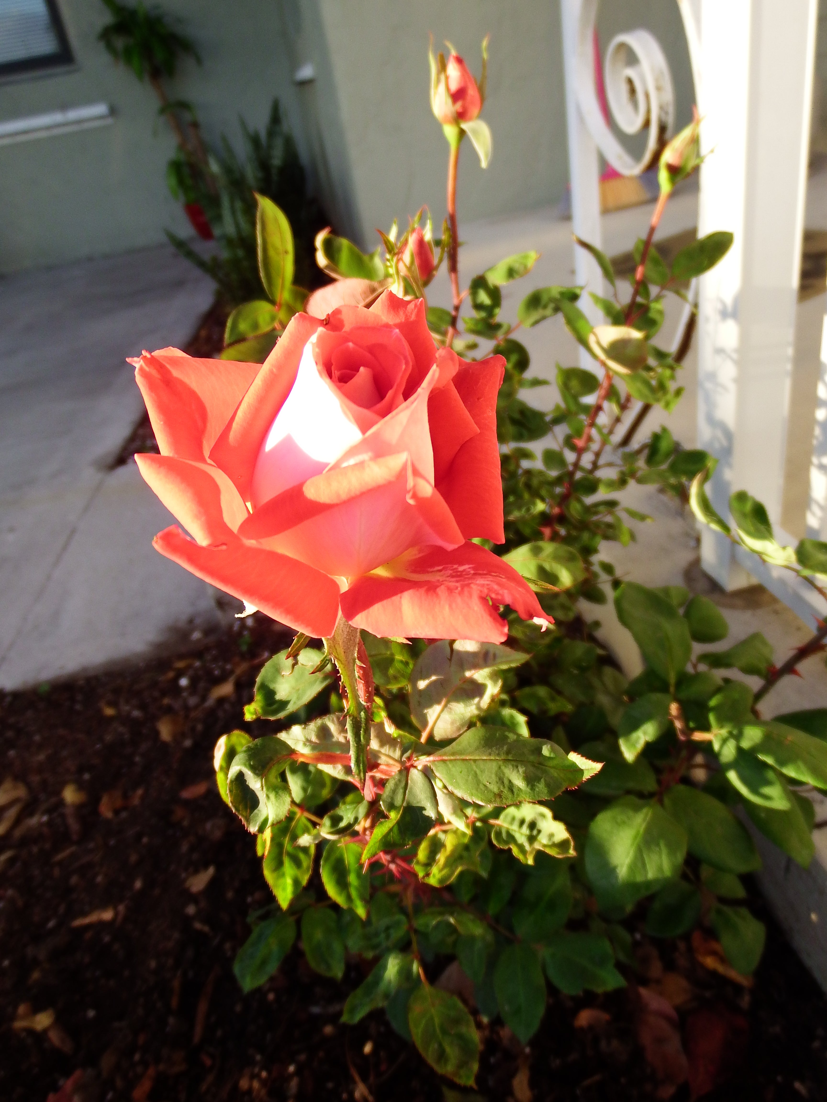 artsy sister, cute roses, teresita blanco