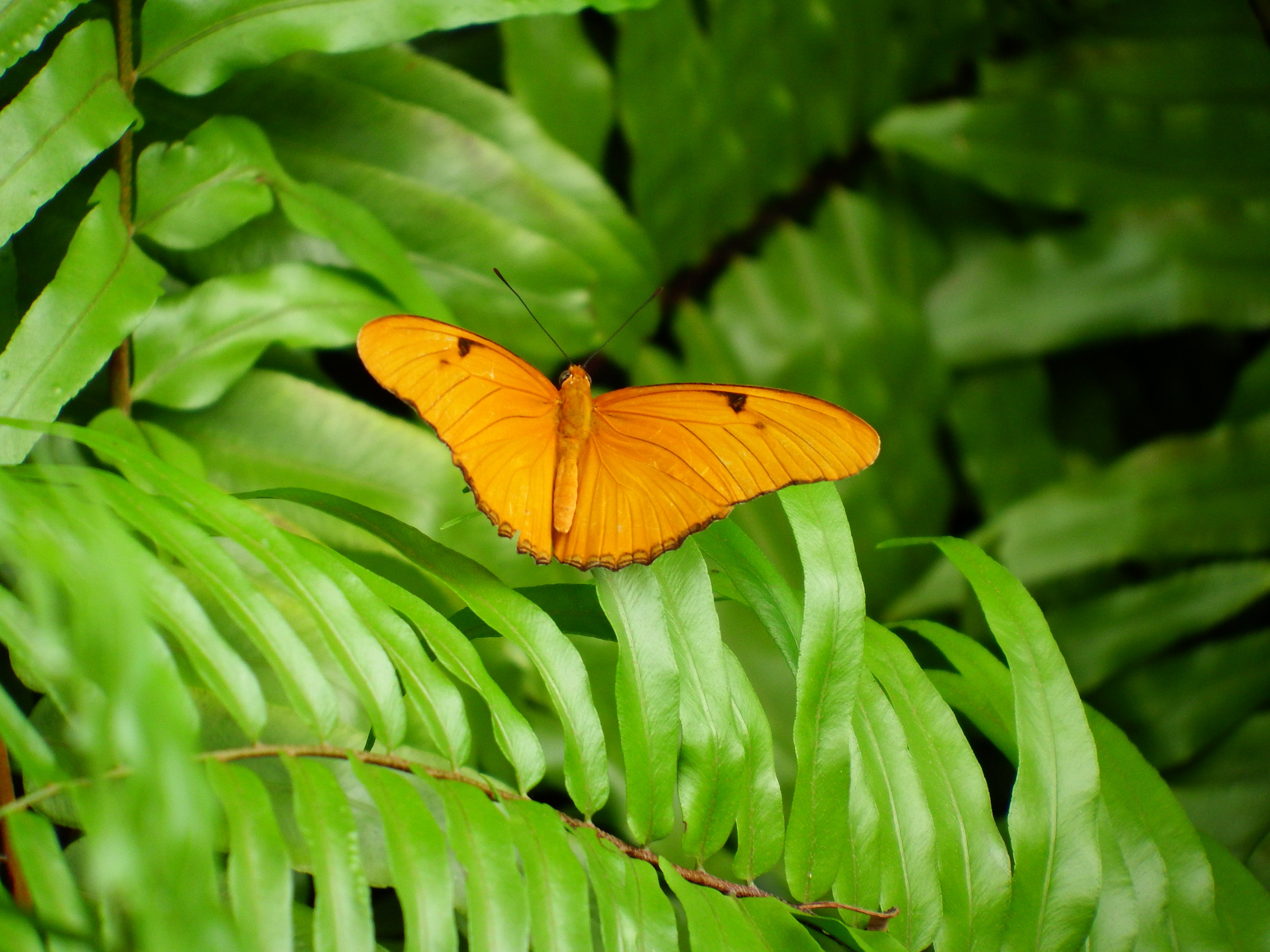 artsy sister, orange butterfly, gardening photos