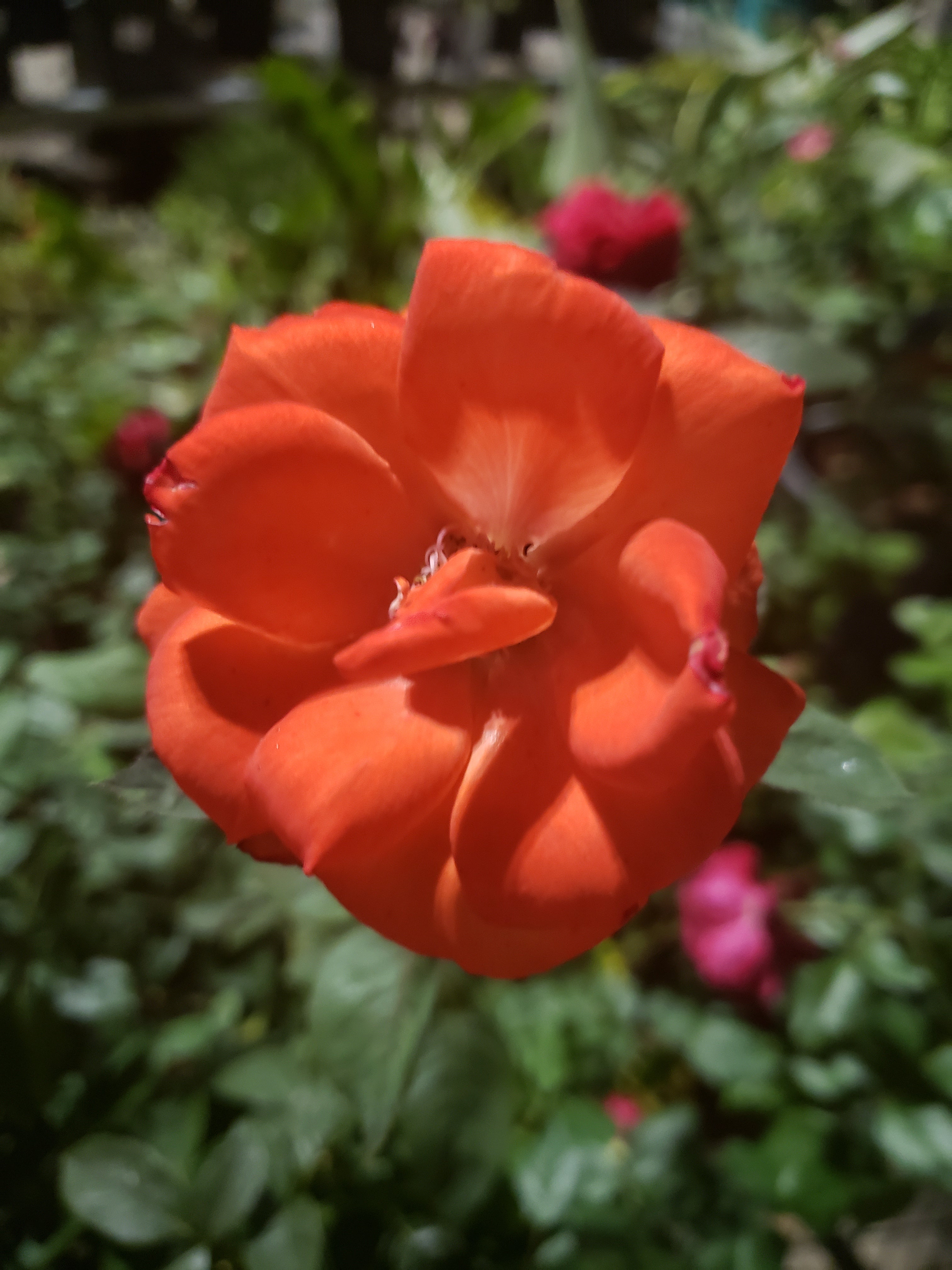 artsy sister, orange roses, flowers