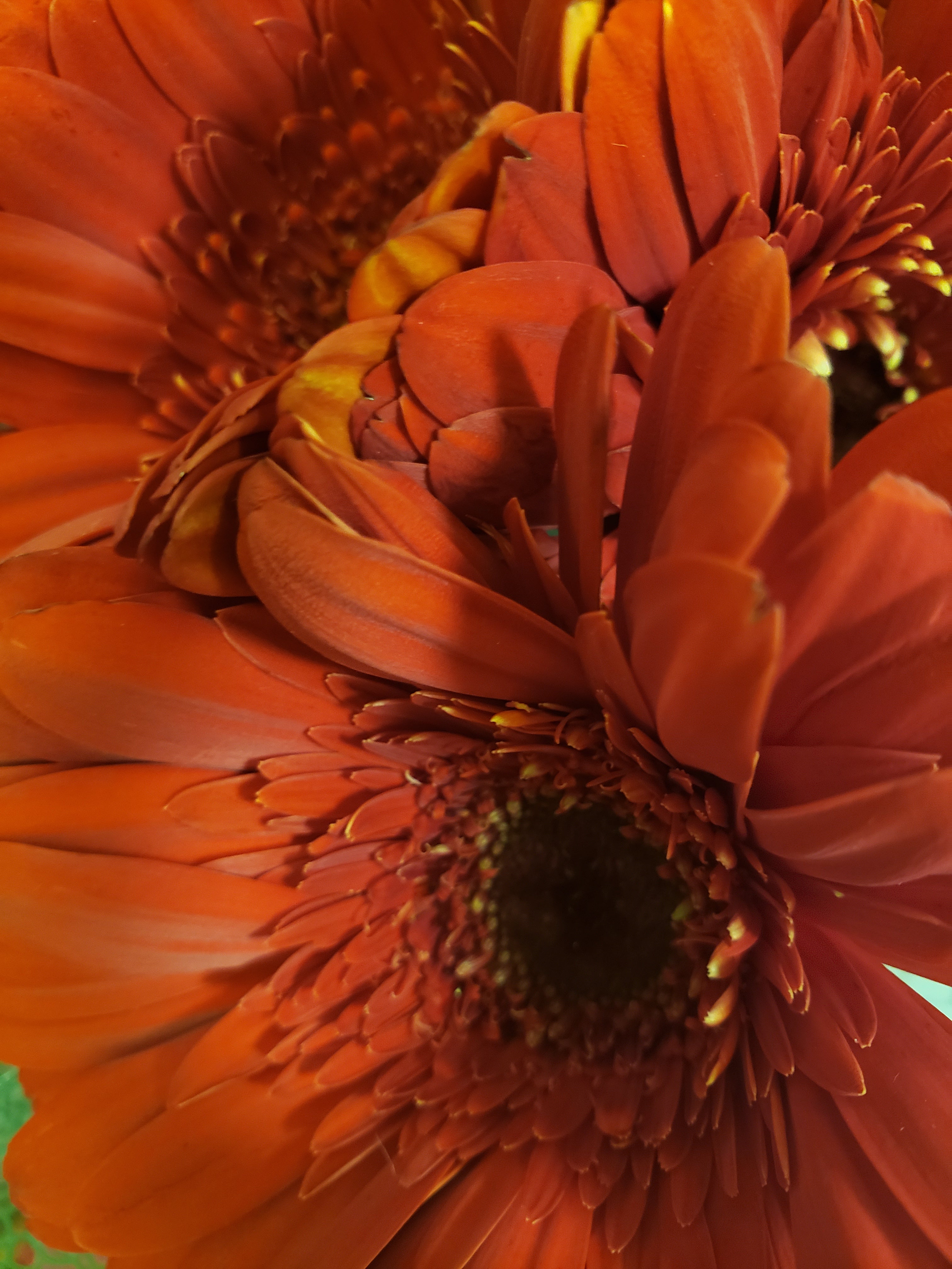 artsy sister, orange sunflowers, gardening