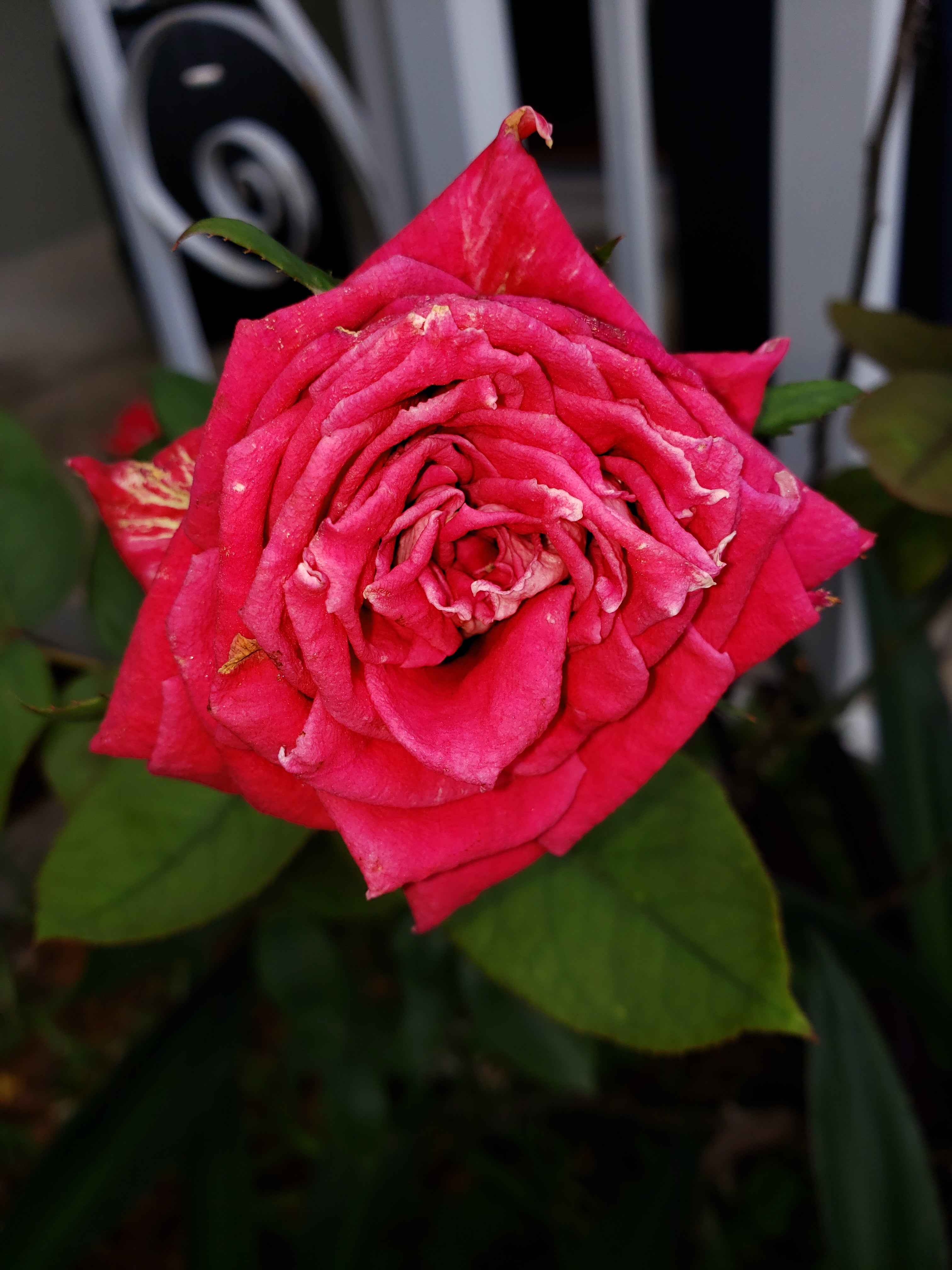 artsy sister, photos, roses