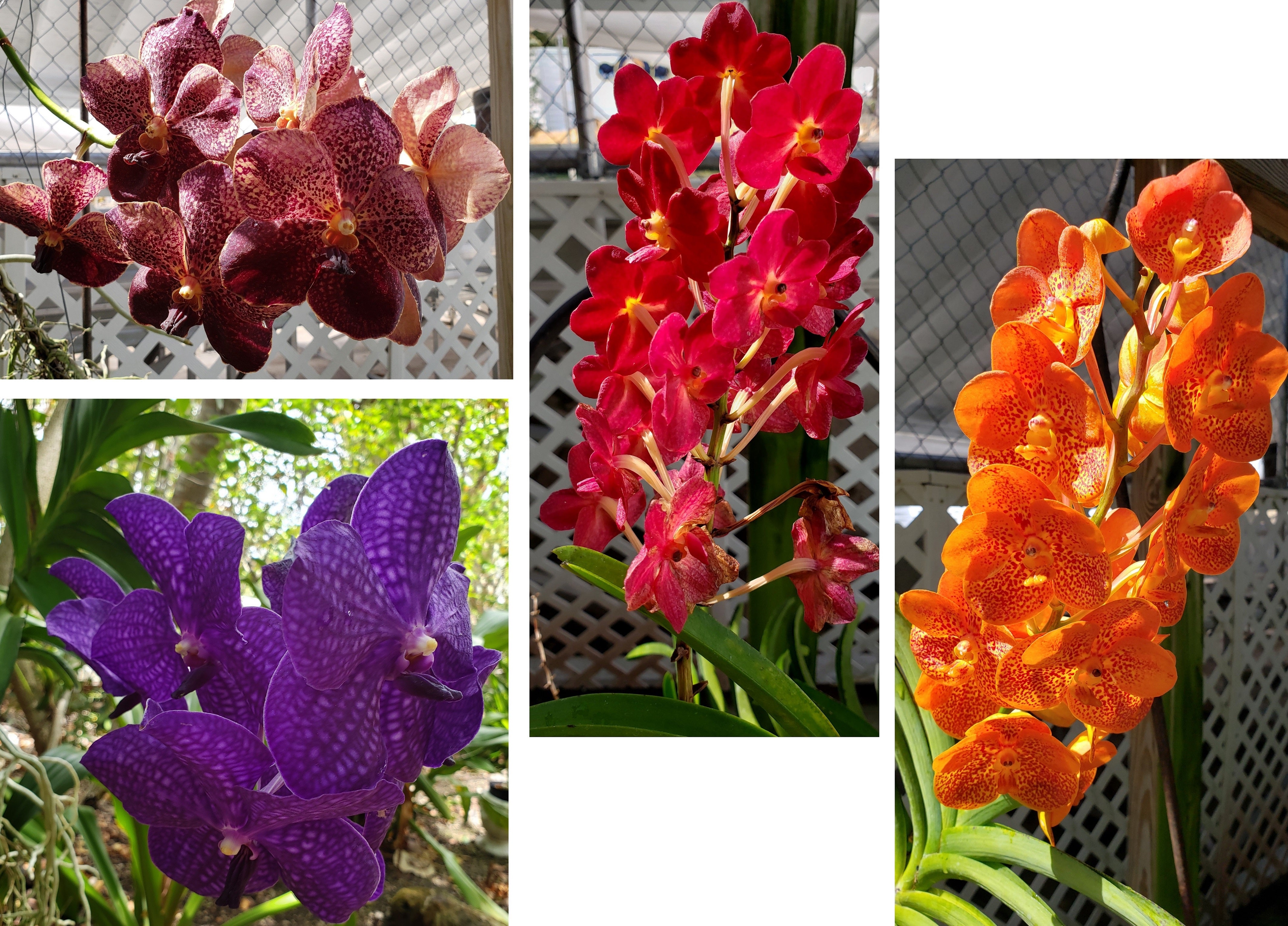 artsy sister, gardening orchids, islamorada photos