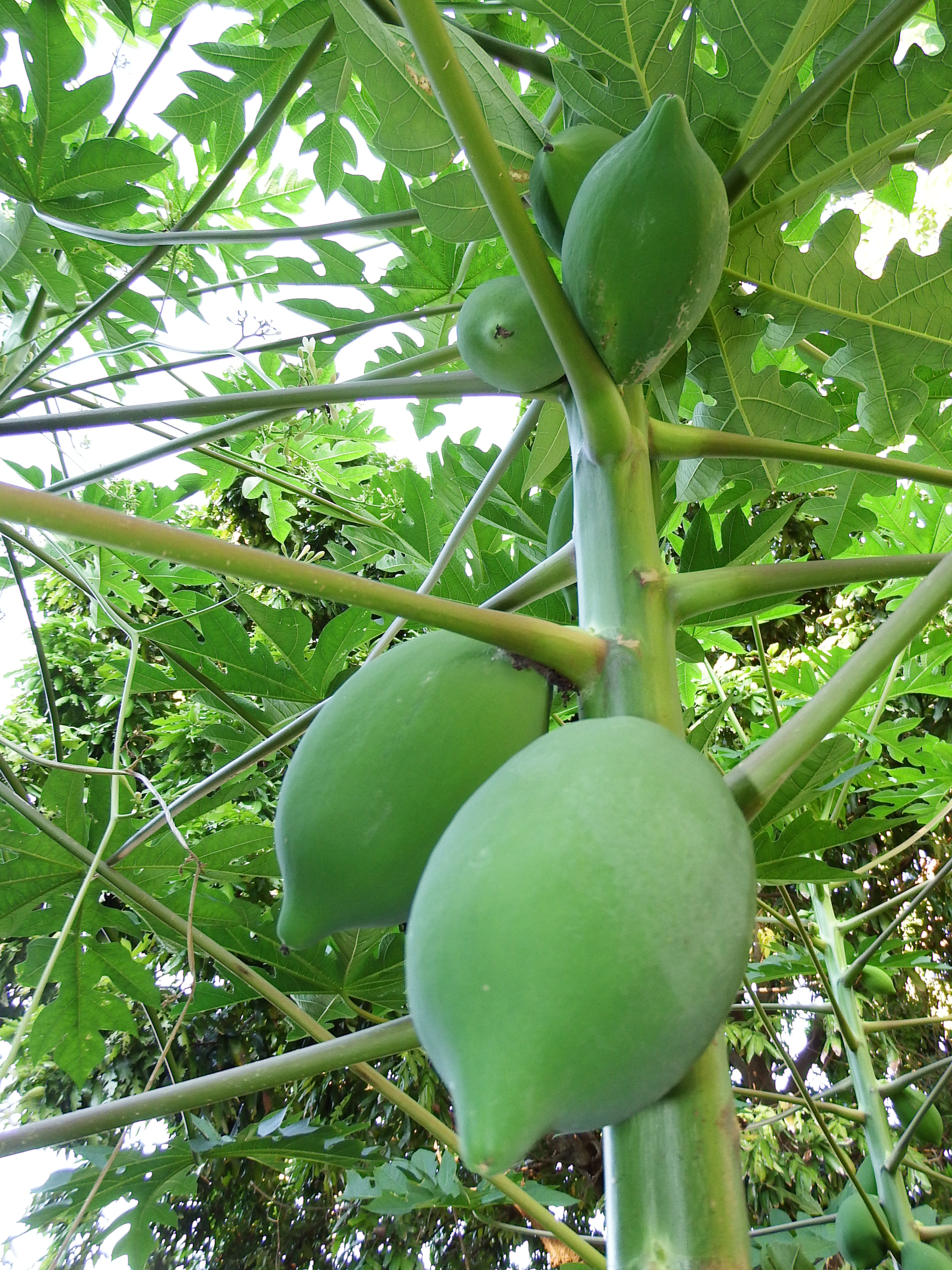 papayas, gardening, photos