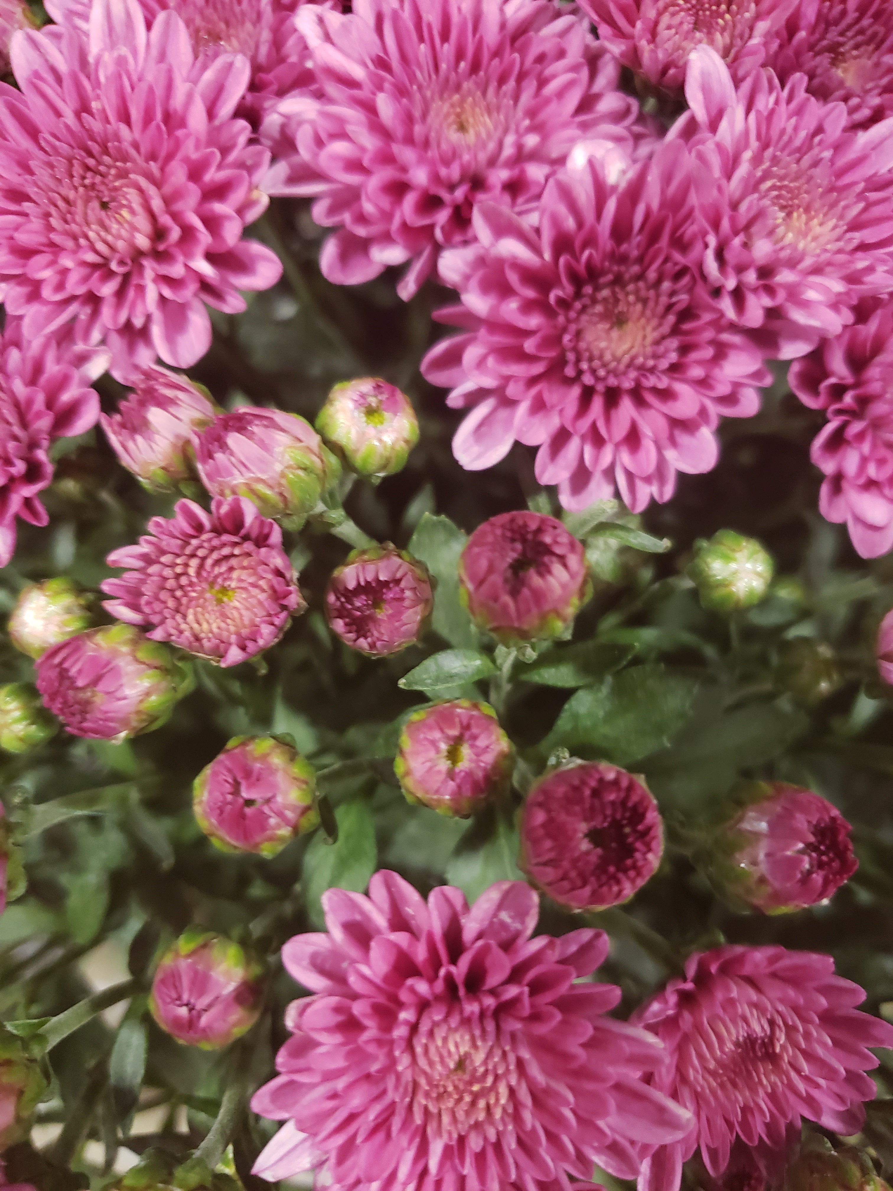 artsy sister, flowers, pink