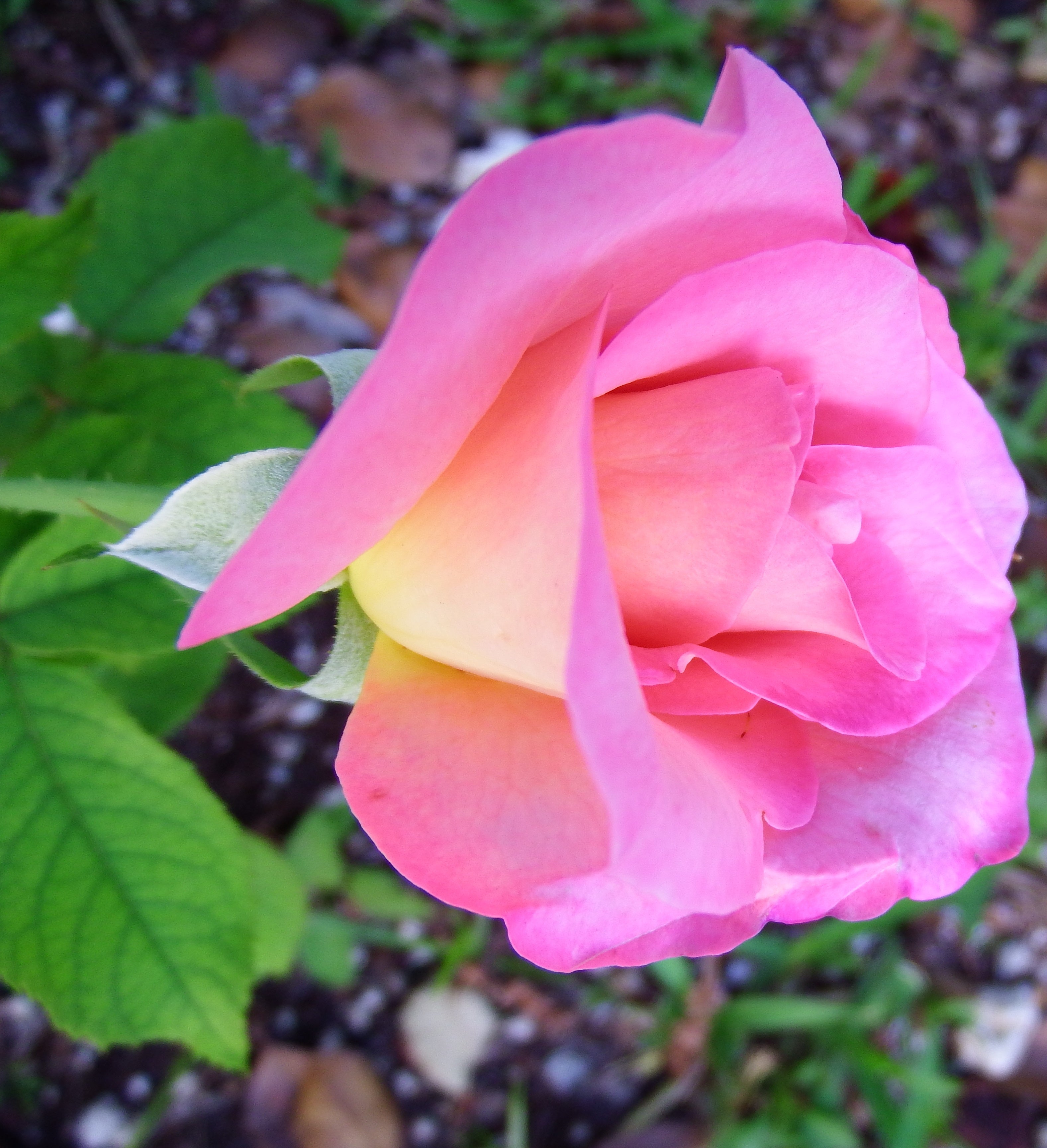 artsy sister, pink rose, flowers