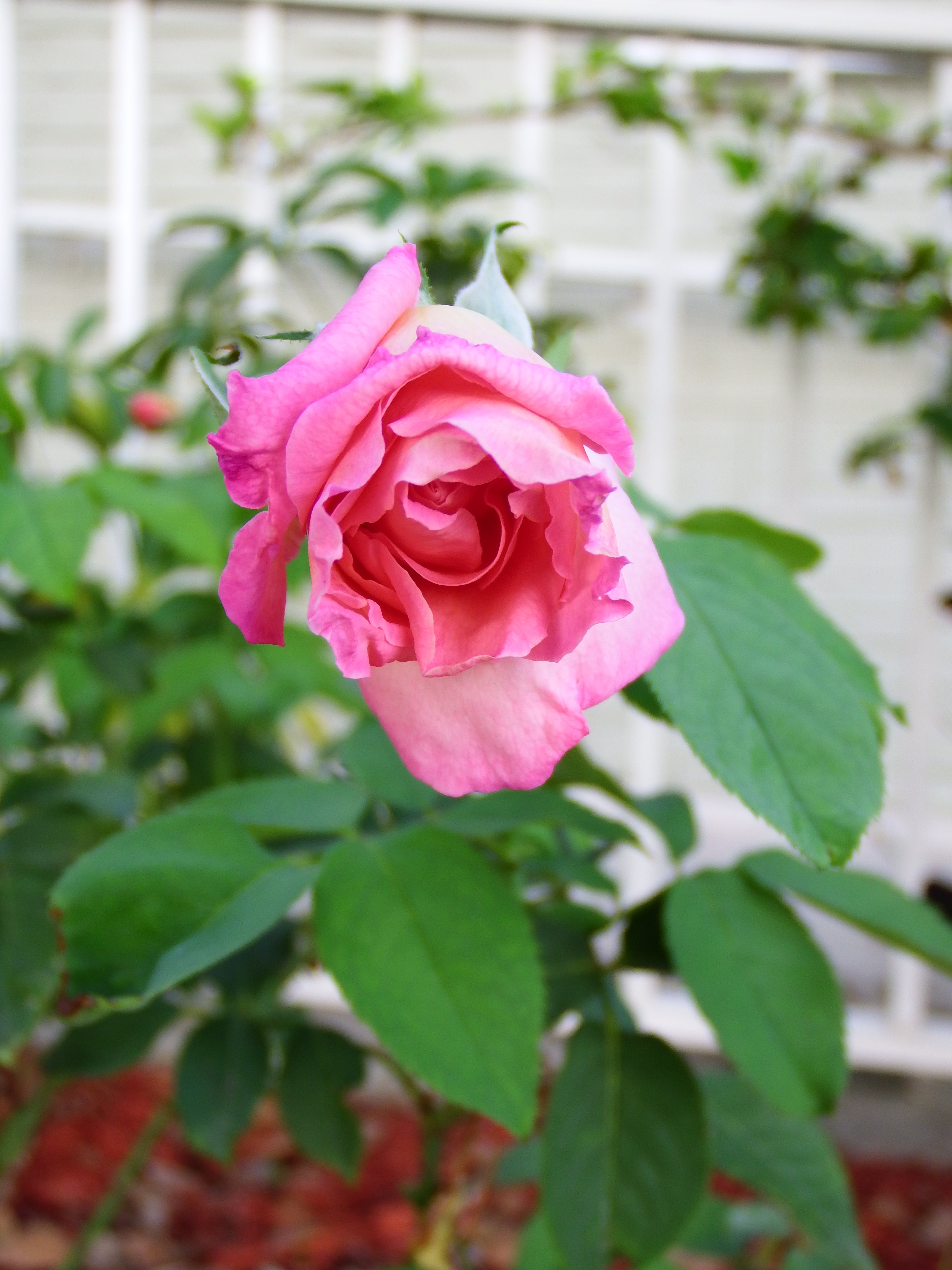 artsy sister, pink rose, cute