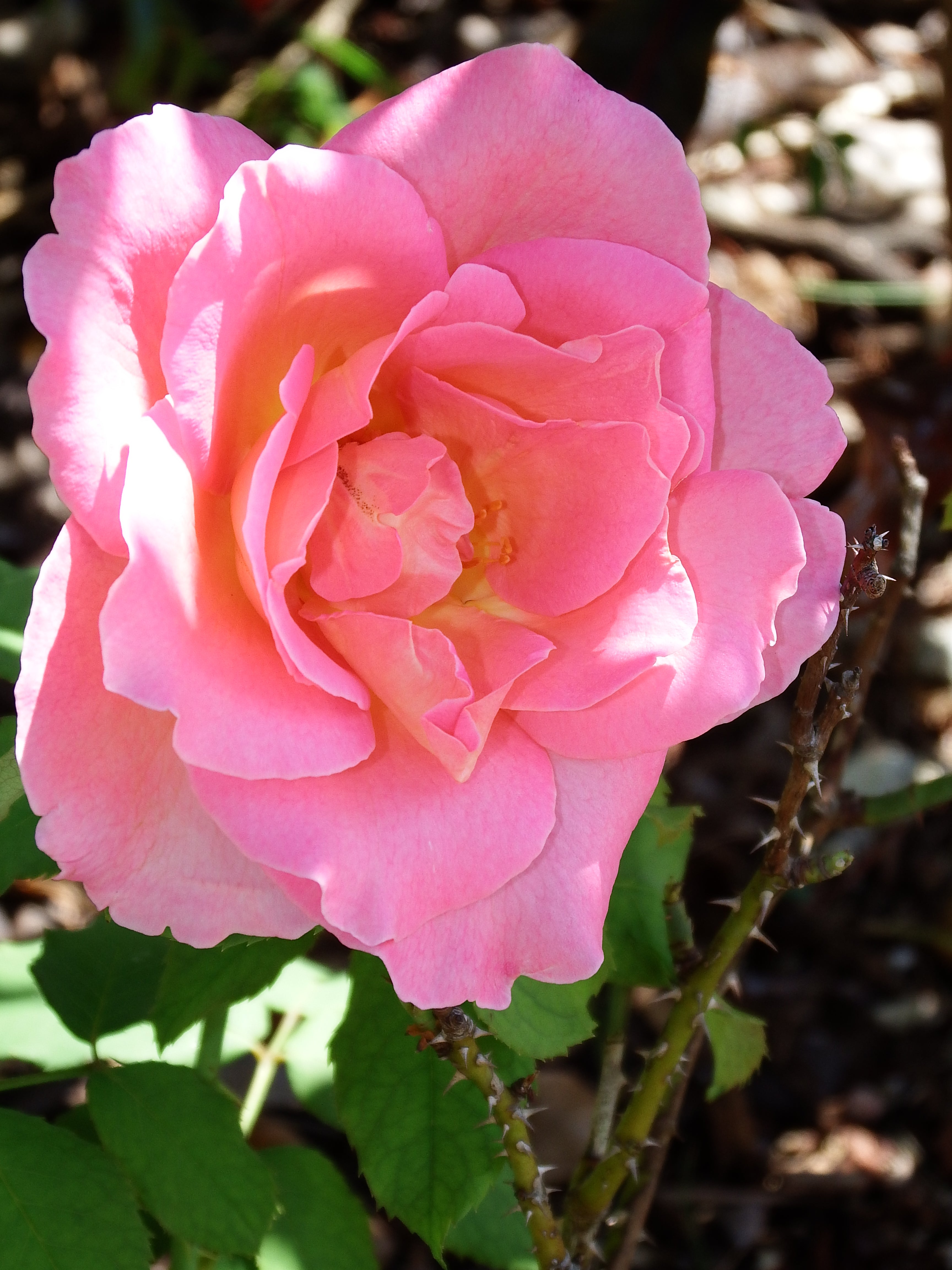 artsy sister, pink rose, flowers