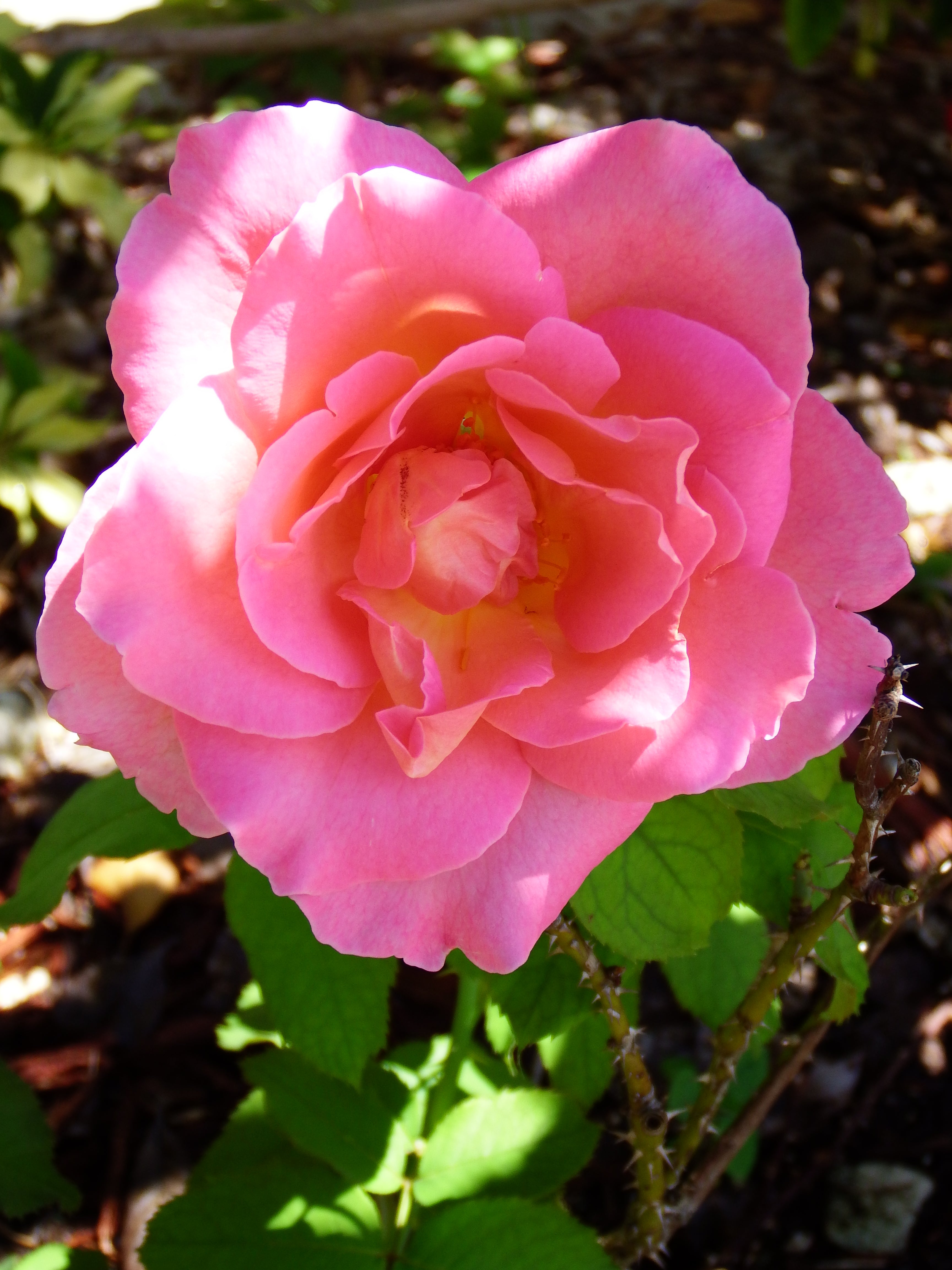 artsy sister, pink roses, gardening