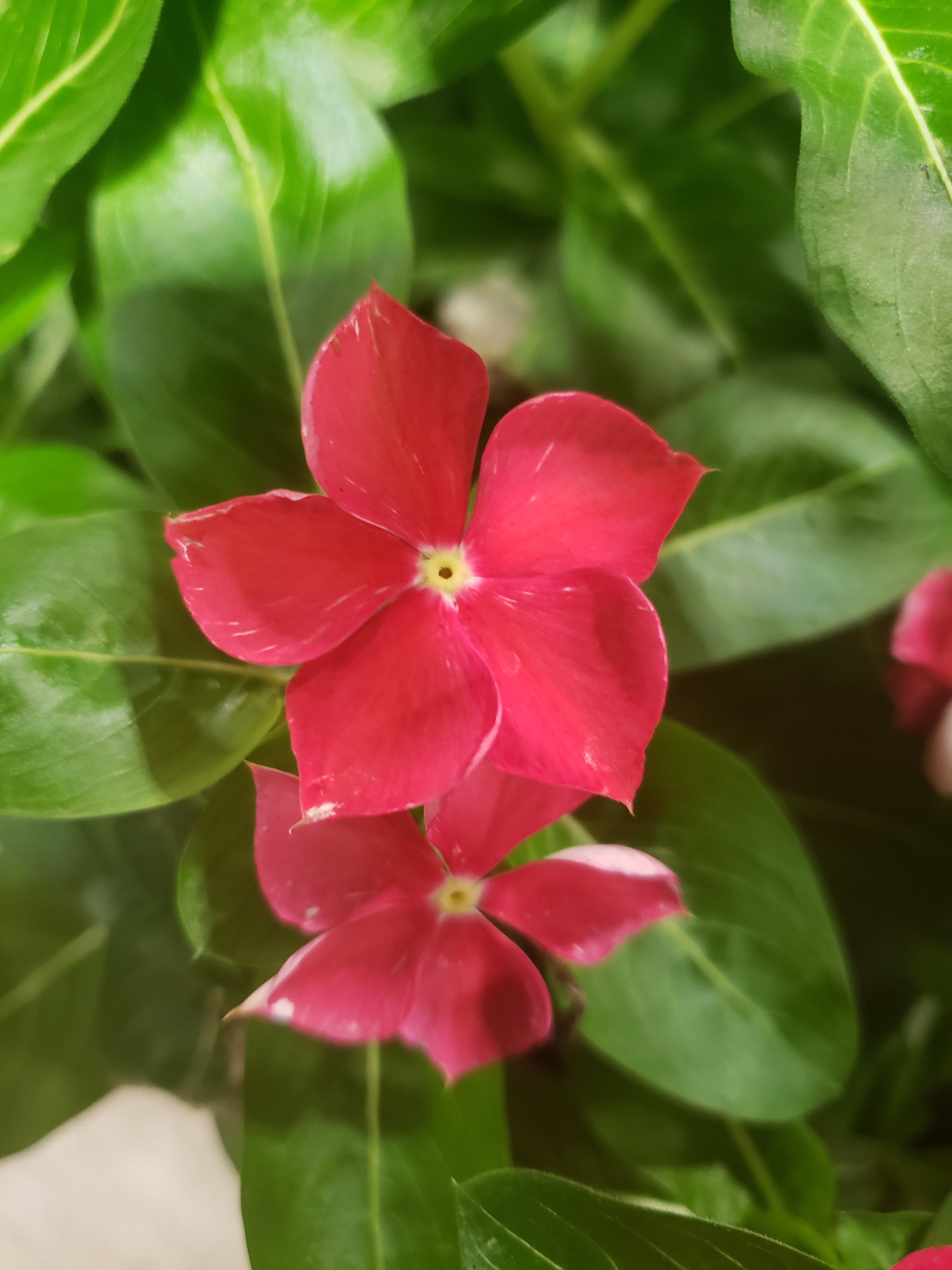 artsy sister, flowers, nature