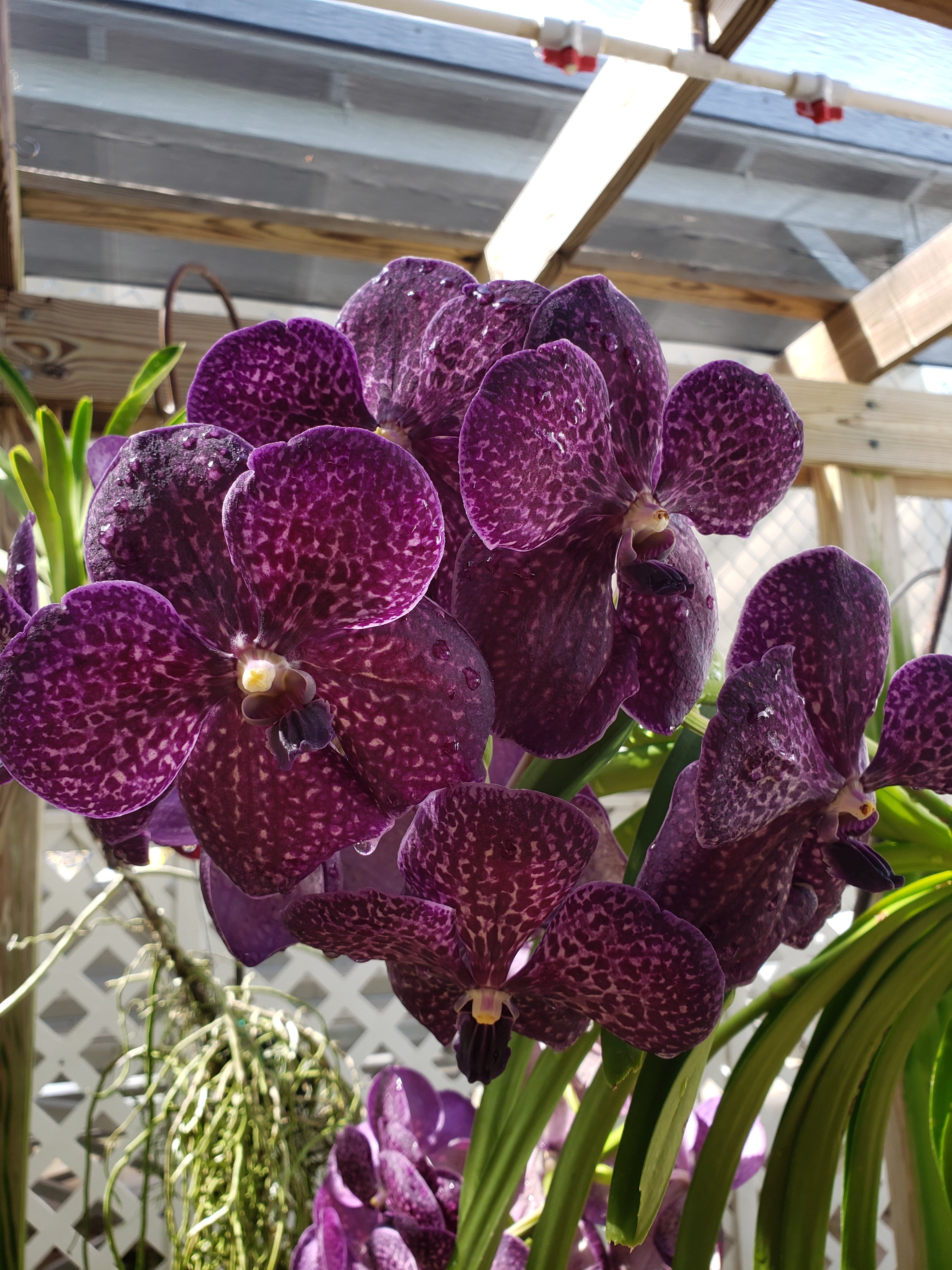 purple orchids, gardening flowers, photos