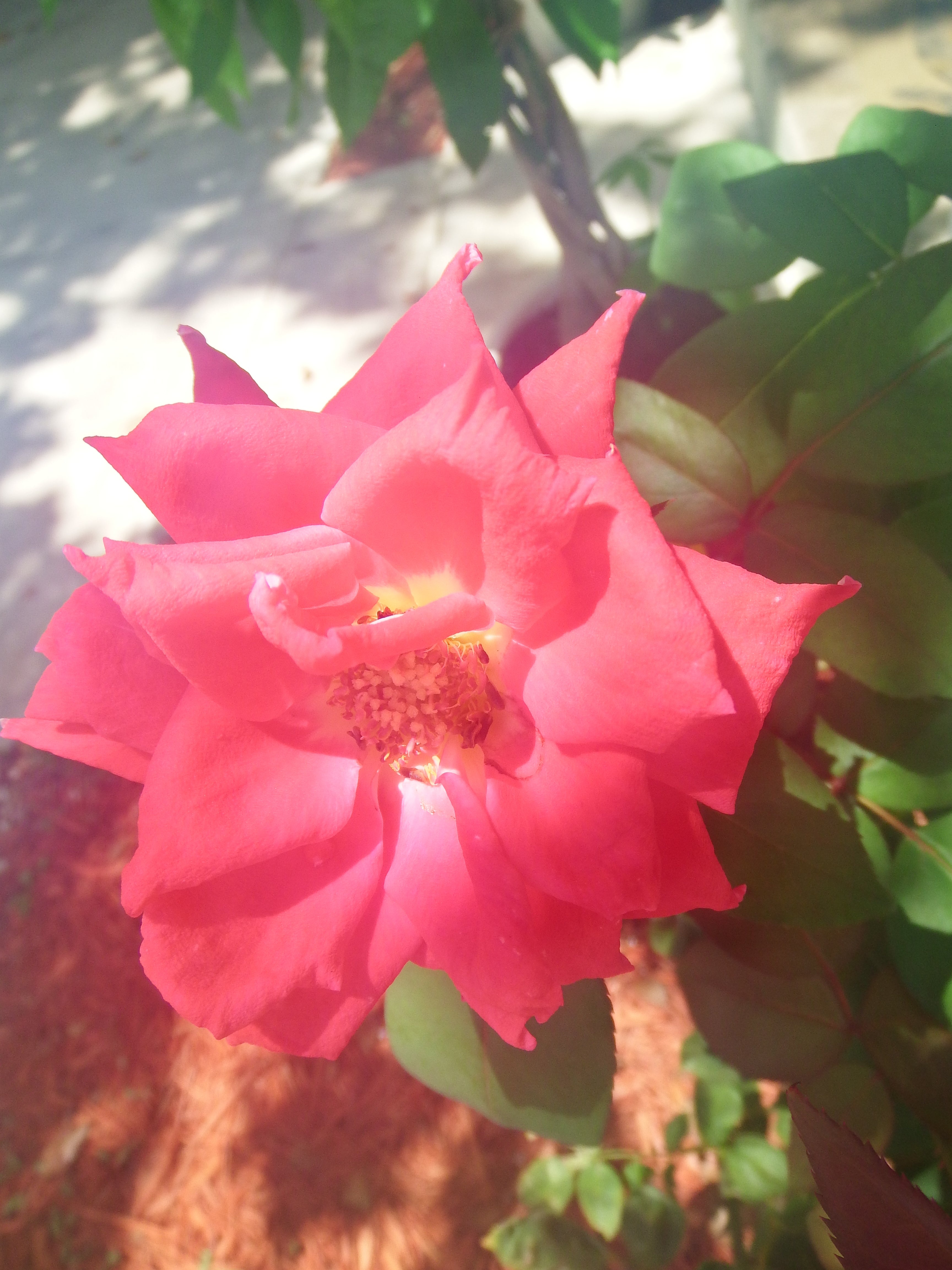 artsy sister, gardening flowers, gardening