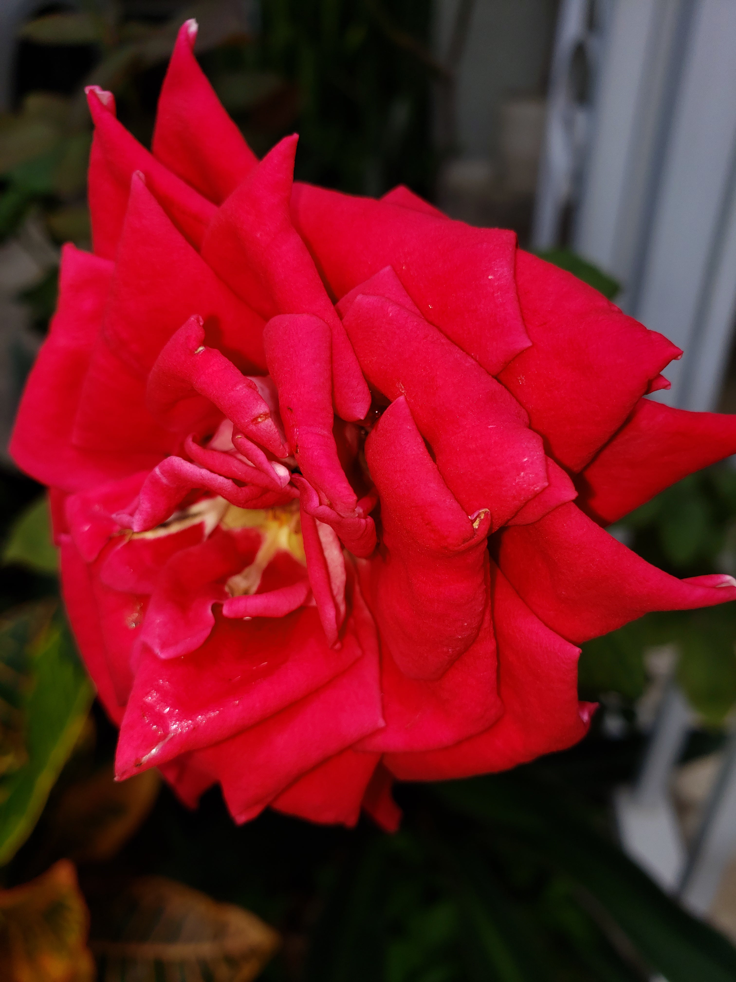 artsy sister, cute roses, red flowers
