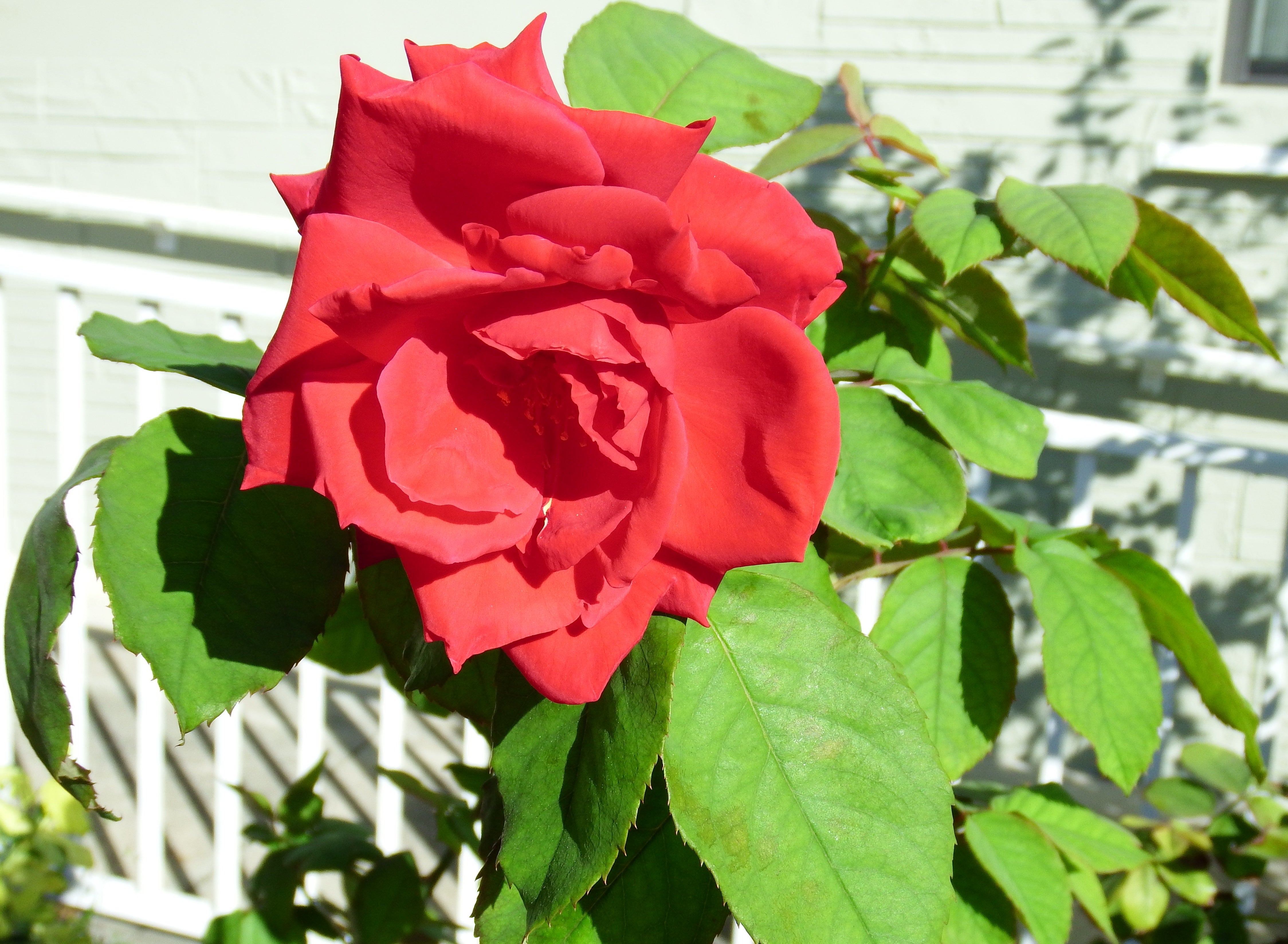 artsy sister, red rose, flowers